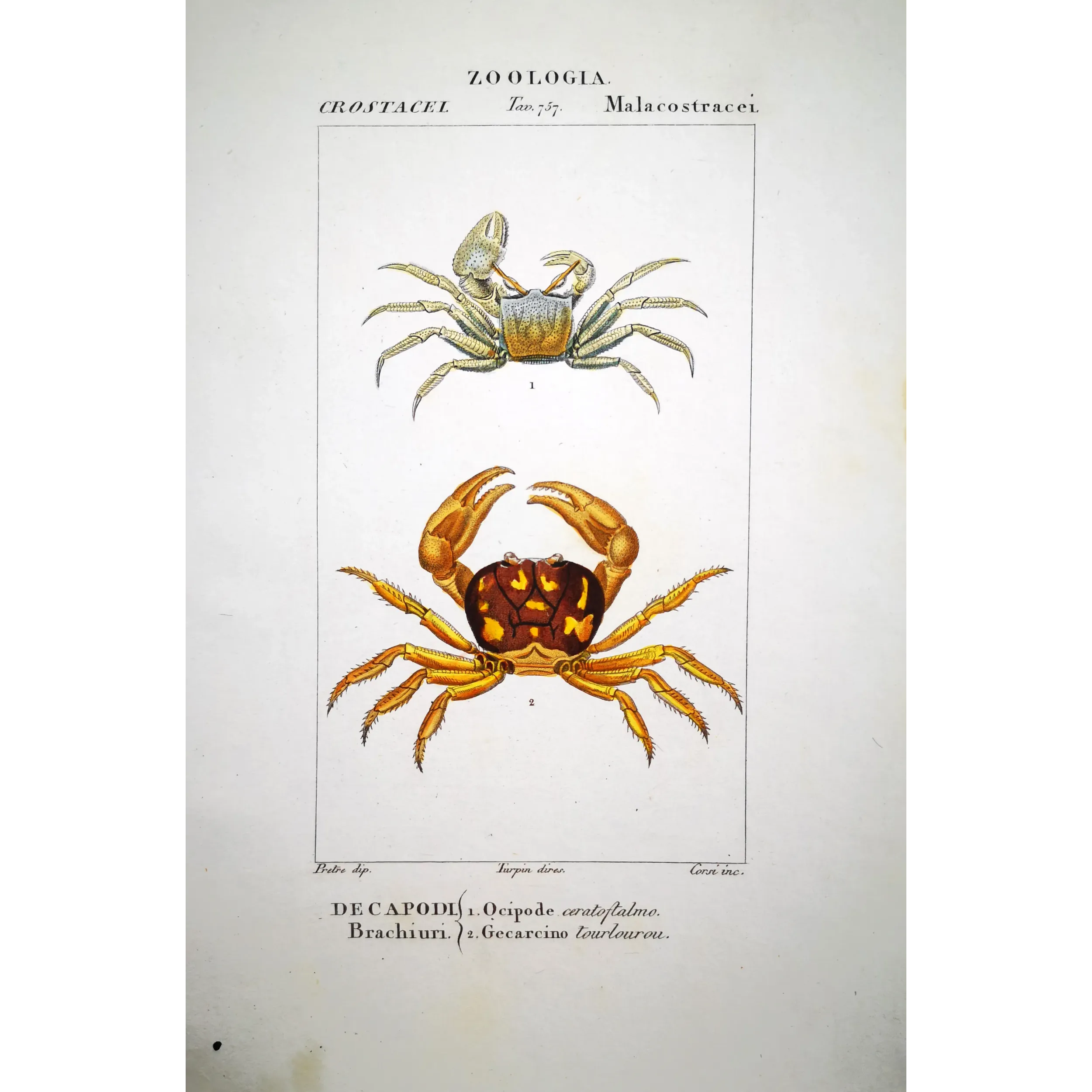 Antique Marine Engraving – Pierre Antoine Prêtre – Ocypode ceratophthalmo
