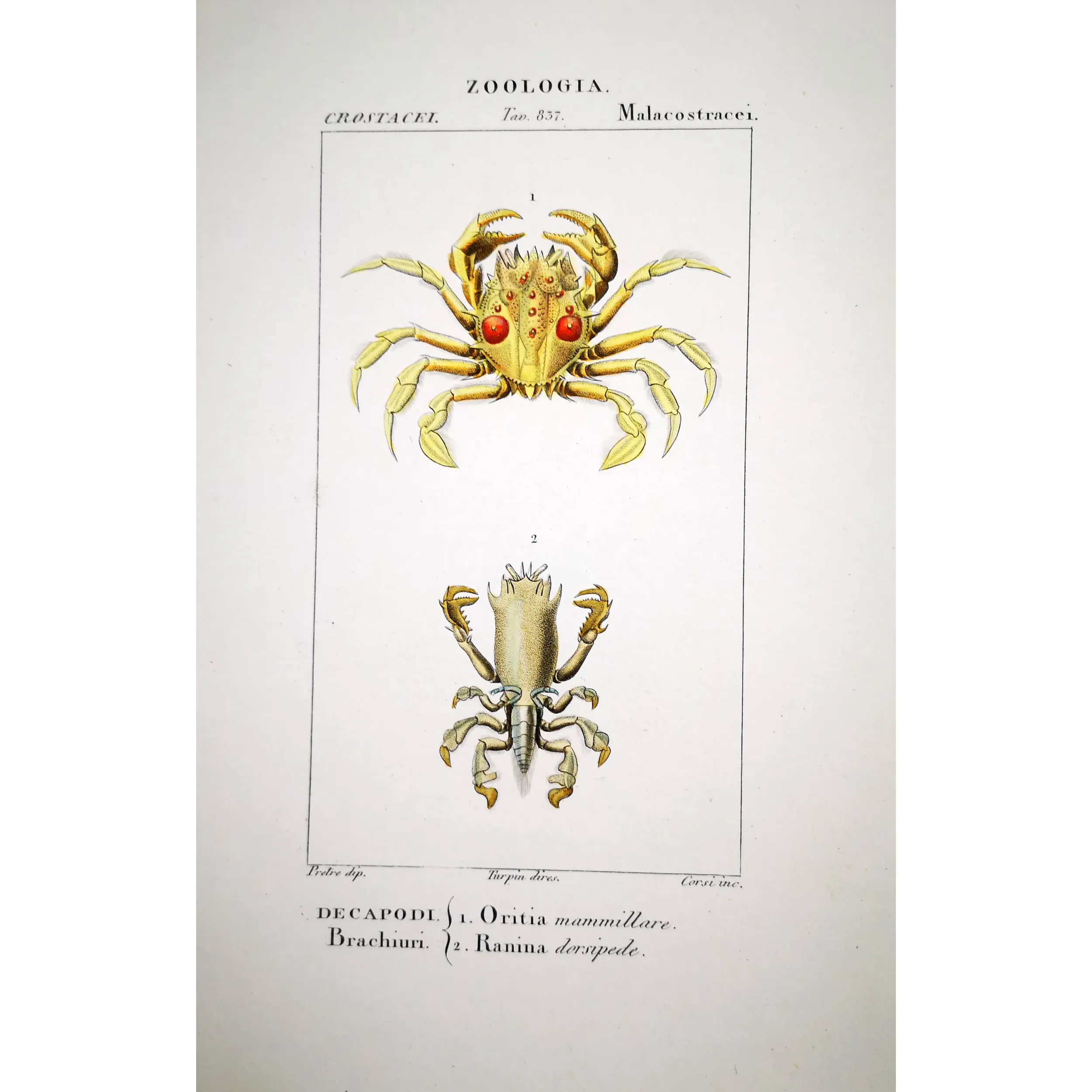 Antique Marine Engraving – Pierre Antoine Prêtre – Oritia mammillare