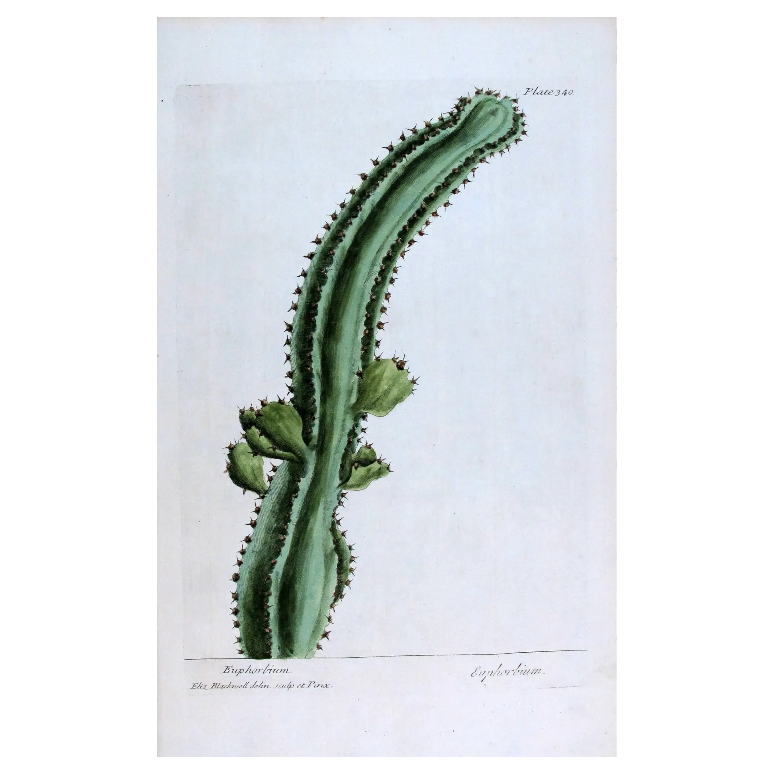Antique Botanical Print – Elisabeth Blackwell – Euphorbium