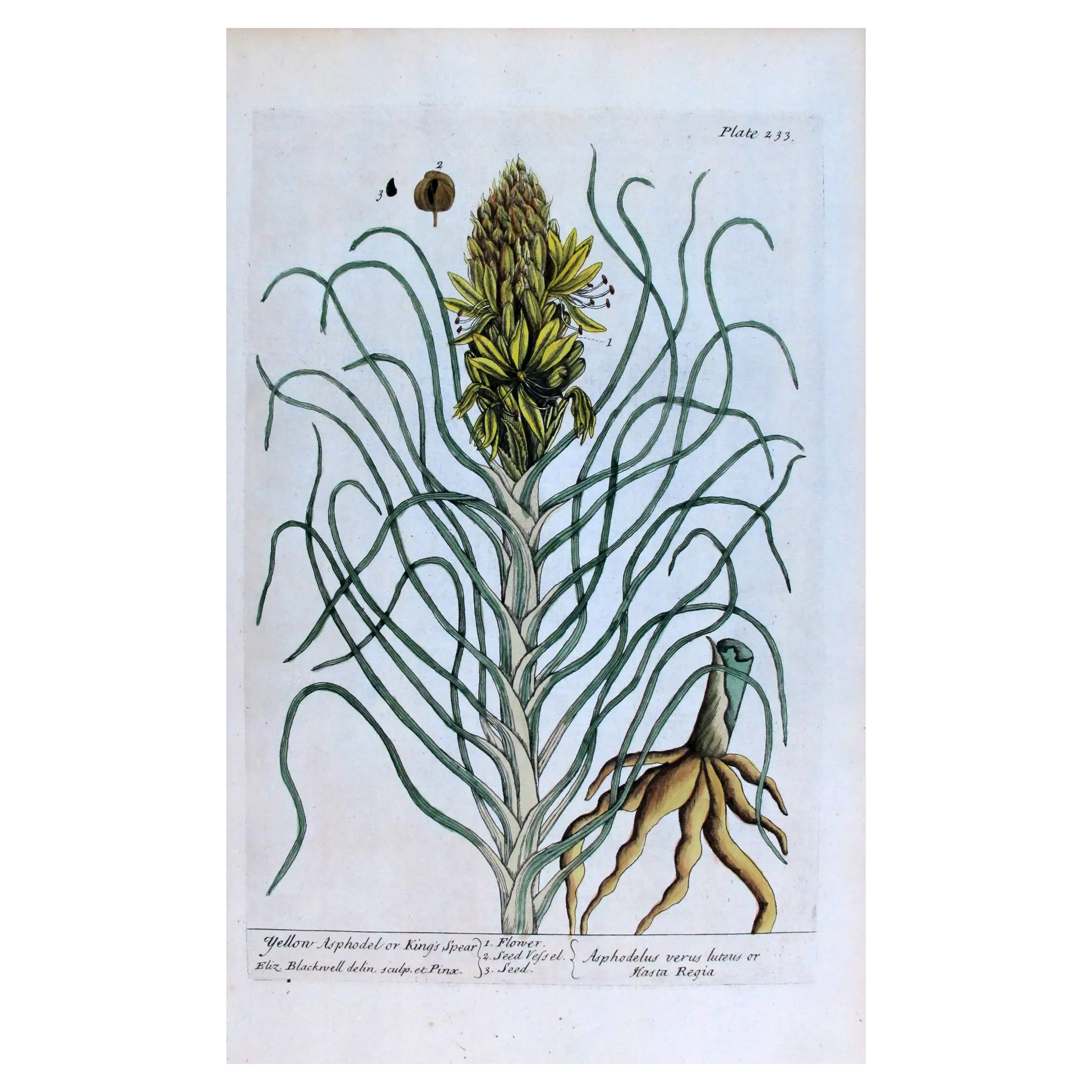 Antique Botanical Print – Elisabeth Blackwell – Yellow Asphodel
