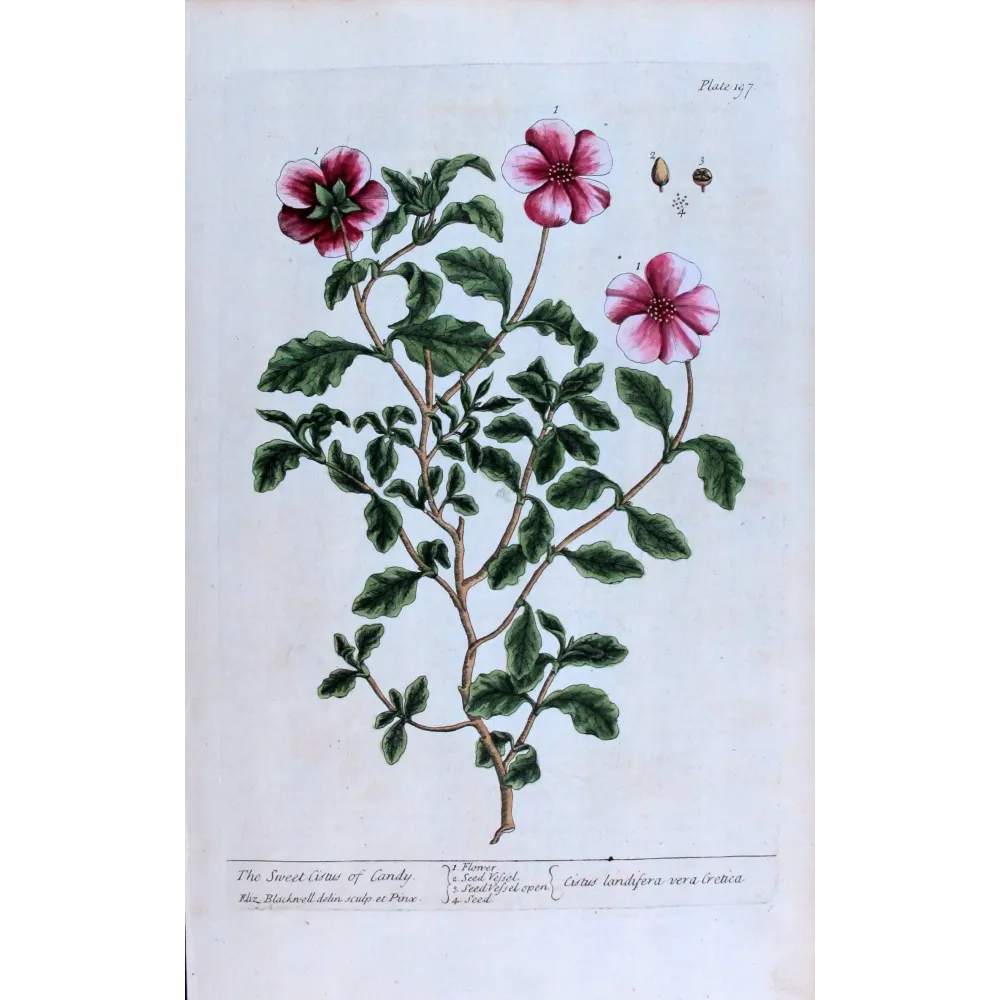 Sweet Cistus – Cistus landifera, botanical engraving by Elisabeth Blackwell