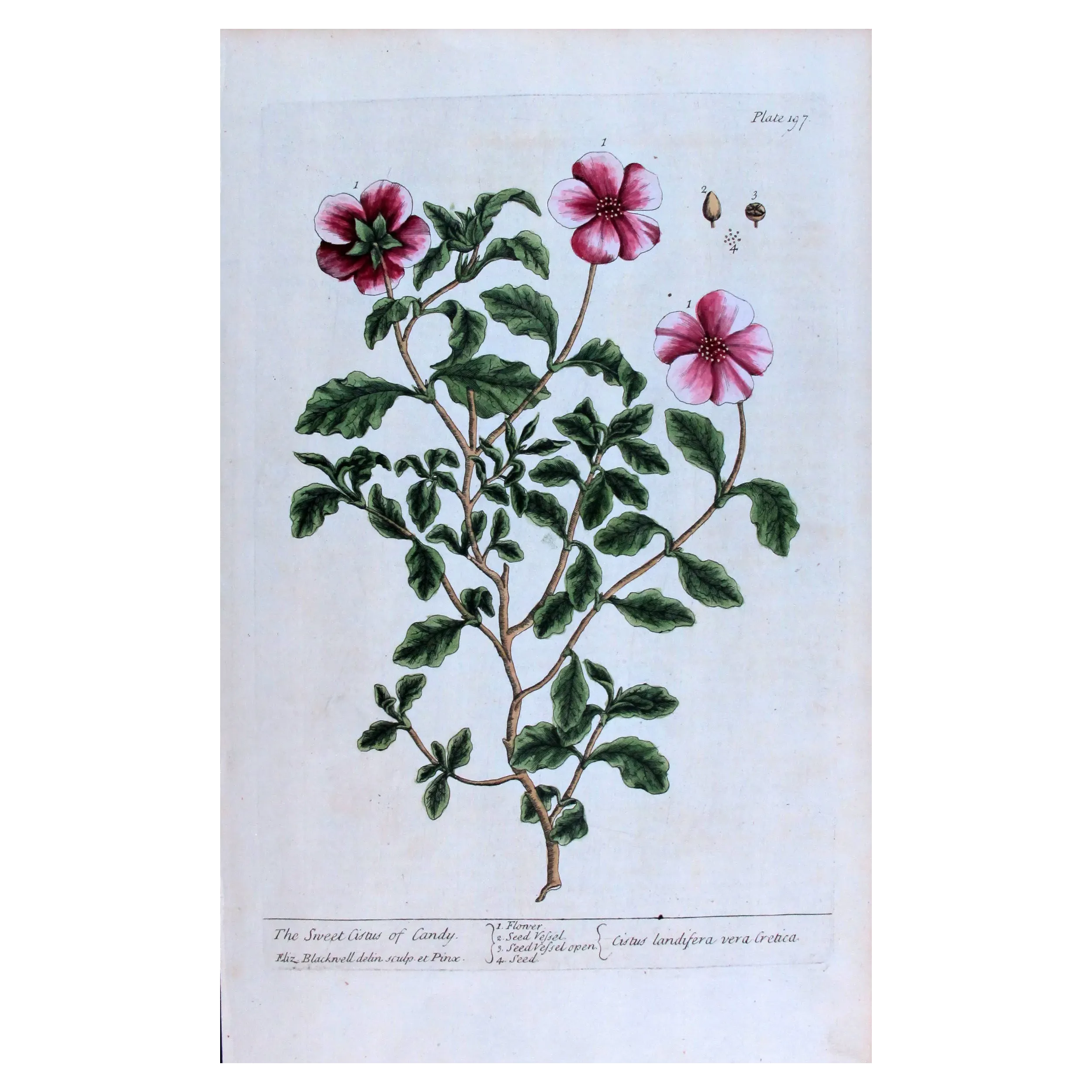 Antique Print by Elisabeth Blackwell – Sweet Cistus of Candy (Cistus landifera)
