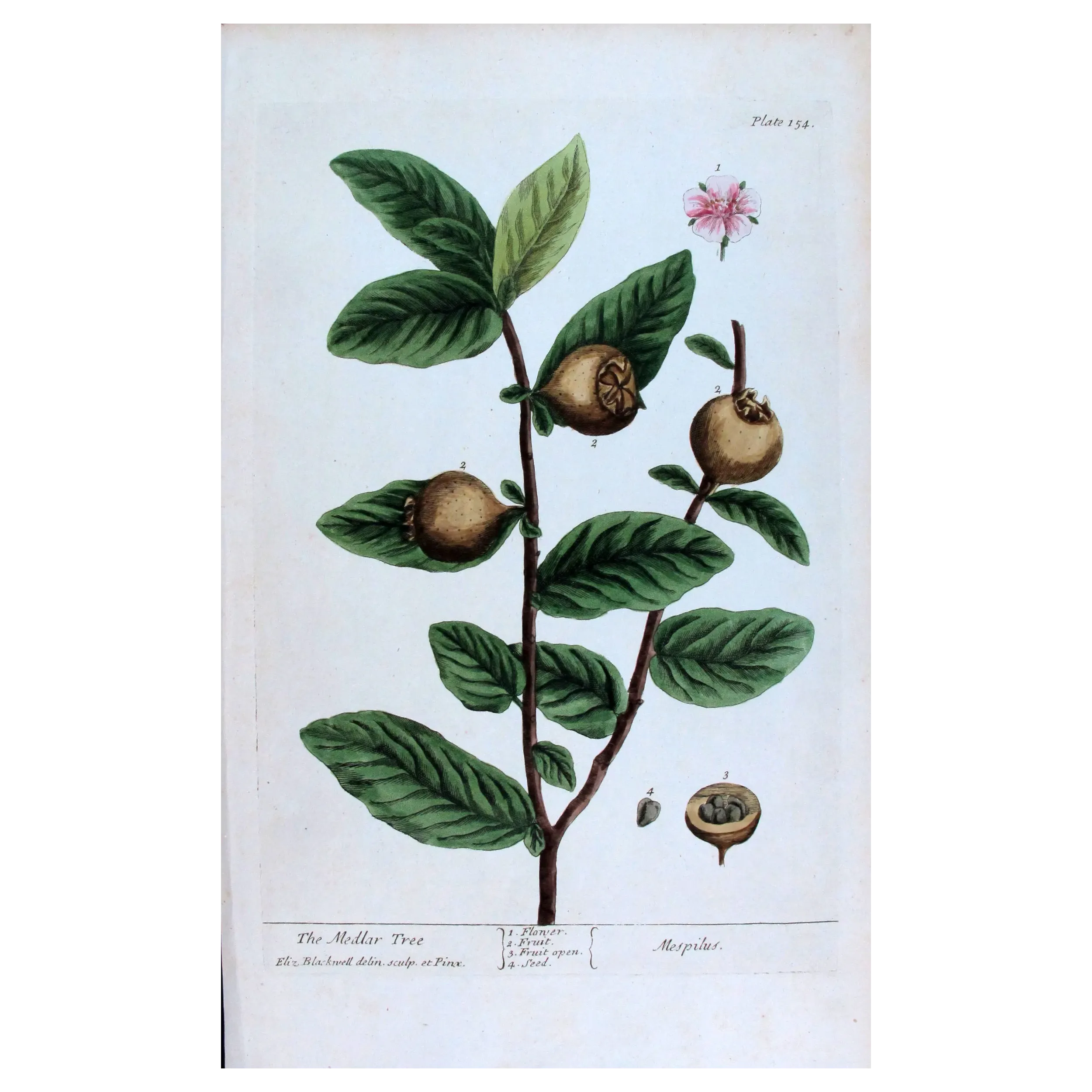 Antique Botanical Print – Elisabeth Blackwell – The Medlar Tree