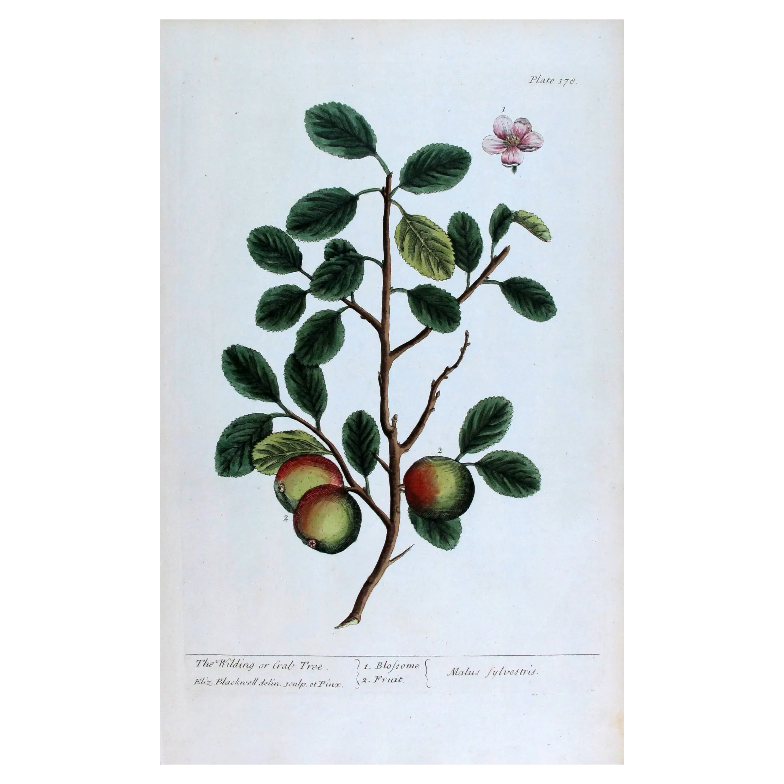 Antique Botanical Print – Elisabeth Blackwell – The Wilding or Crab Tree