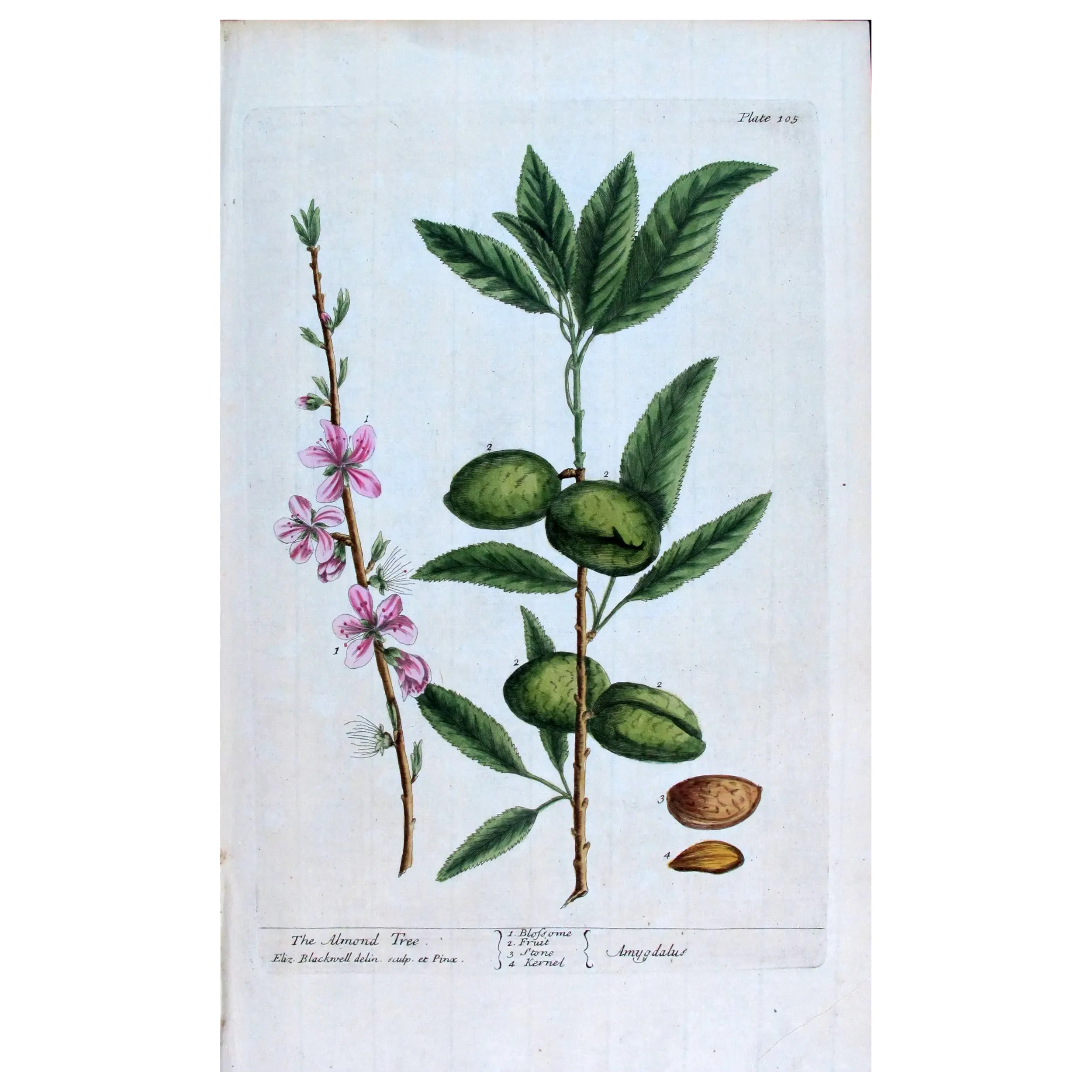Antique Botanical Print – Elisabeth Blackwell – Almond Tree