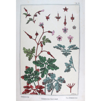 Wild Geranium – Eugène Grasset (1896) | Original Art Nouveau Lithograph