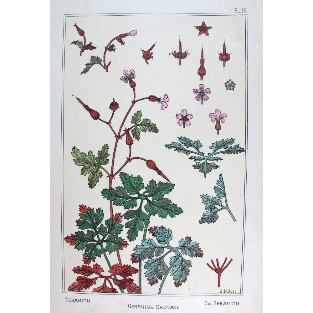 Wild Geranium – Eugène Grasset (1896) | Original Art Nouveau Lithograph Wild Geranium – Eugène Grasset (1896) | Original Art Nouveau Lithograph