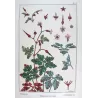 Eugène Grasset – Wild Geranium (Plate 12), Original Lithograph from La Plante (1896)