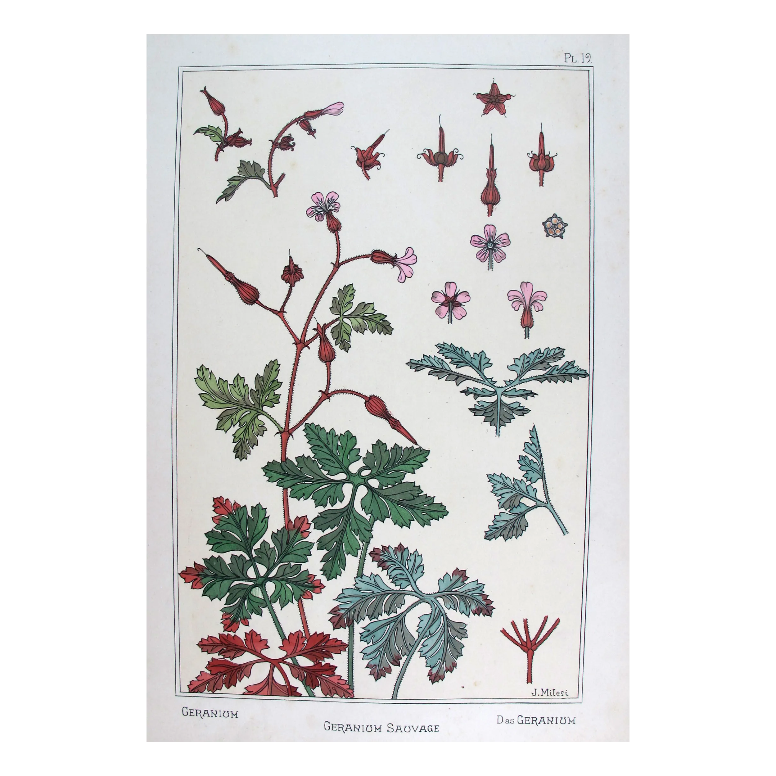 Wild Geranium –  Eugène Grasset – Original Art Nouveau Print
