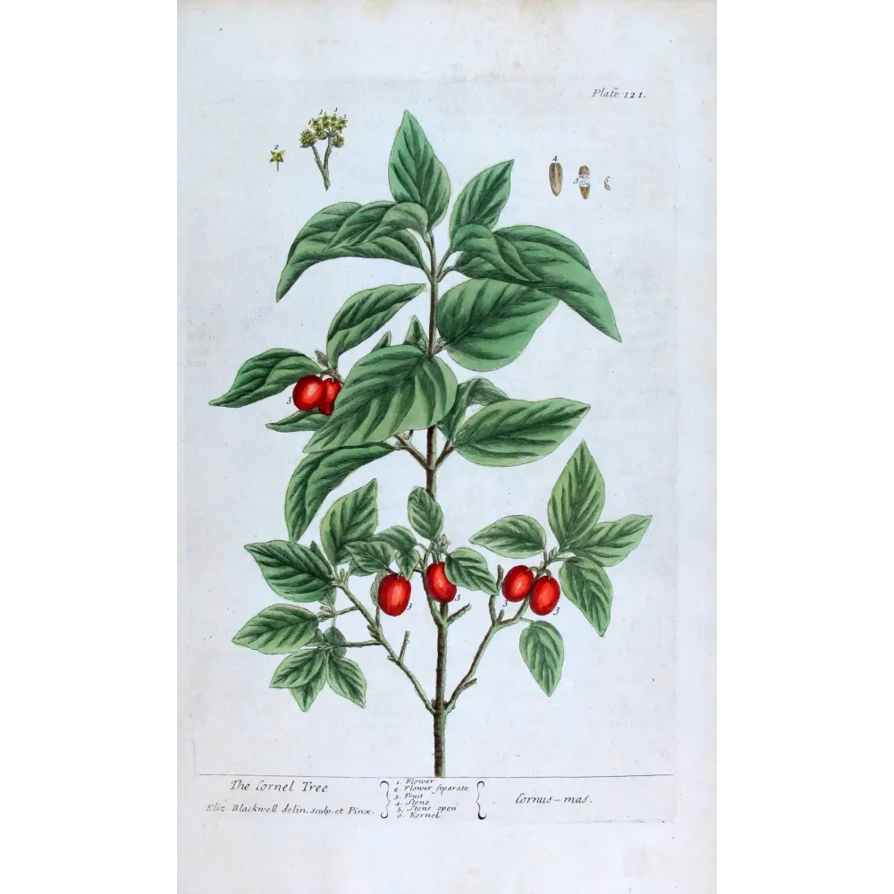 Cornel Tree – Cornus mas, botanical engraving by Elisabeth Blackwell