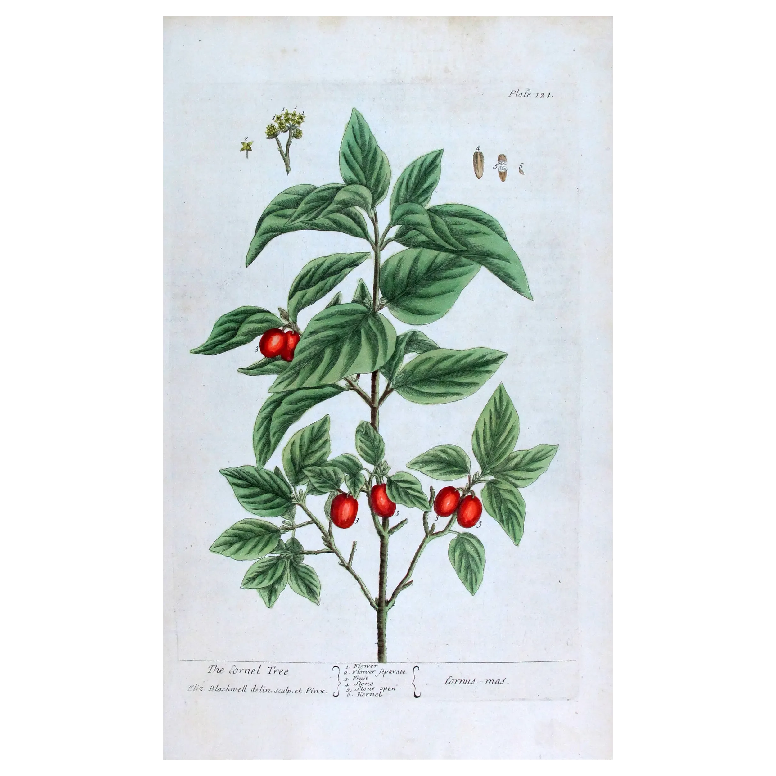 Antique Botanical Print – Elisabeth Blackwell – Cornel Tree