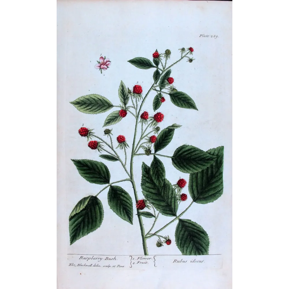 Raspberry Bush – Rubus idaeus, botanical engraving by Elisabeth Blackwell