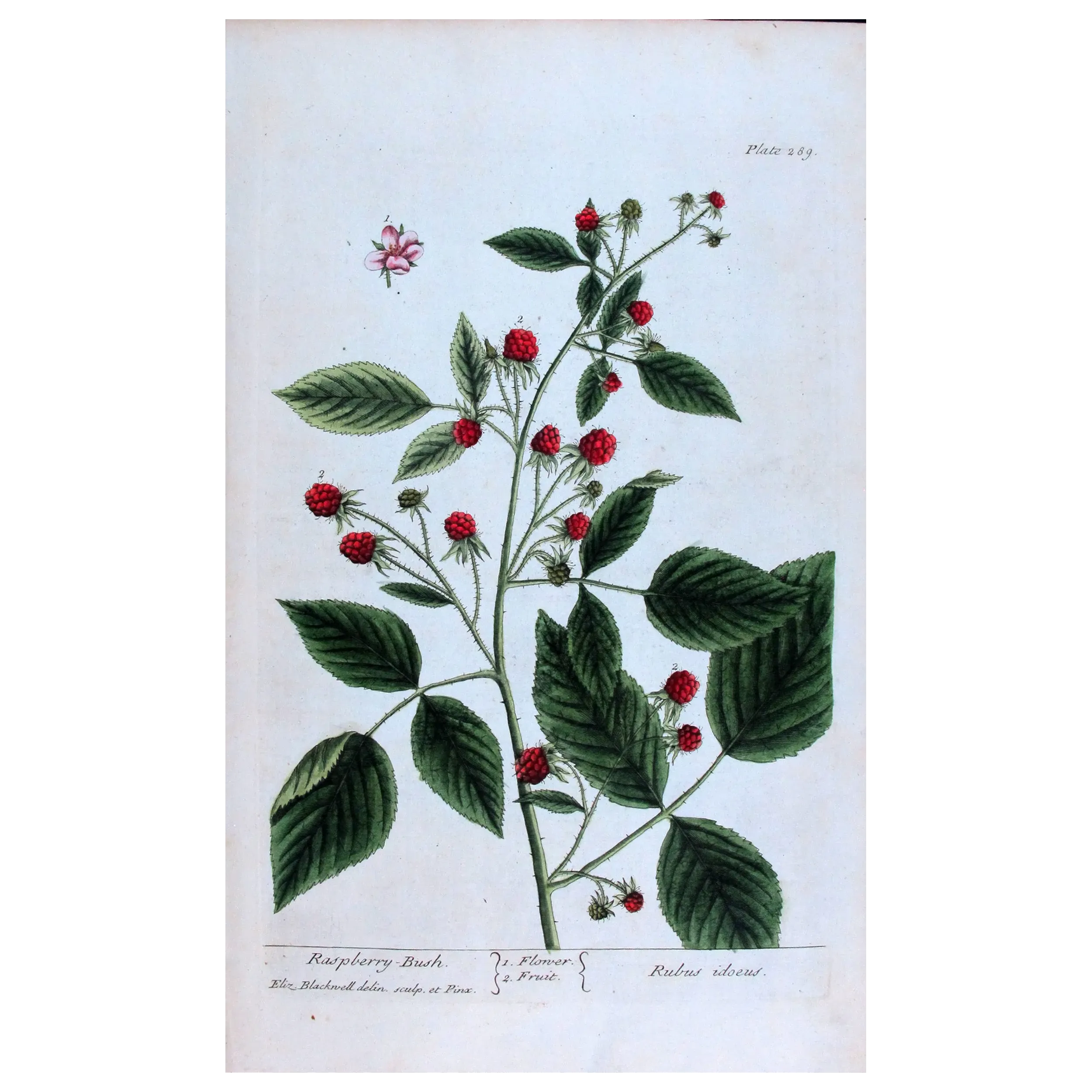 Antique Print by Elisabeth Blackwell – Raspberry Bush (Rubus idaeus)