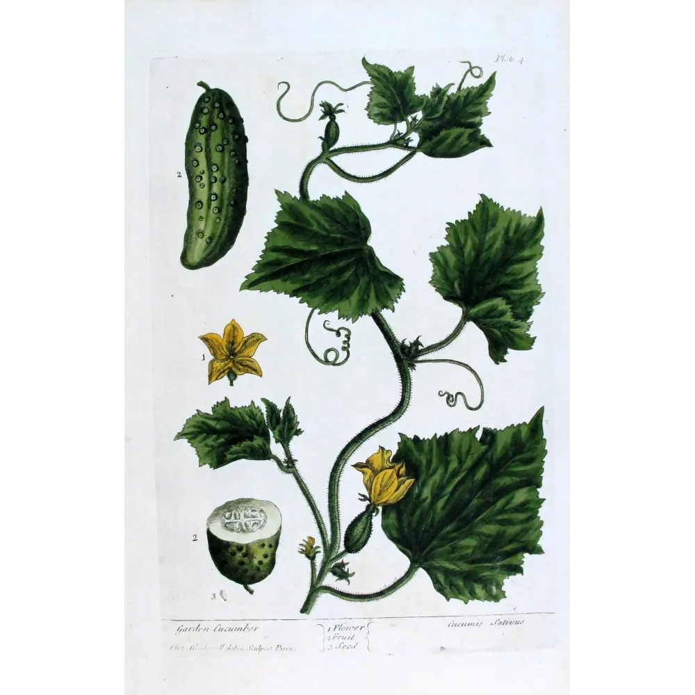 Garden Cucumber – Cucumis sativus, botanical engraving by Elisabeth Blackwell