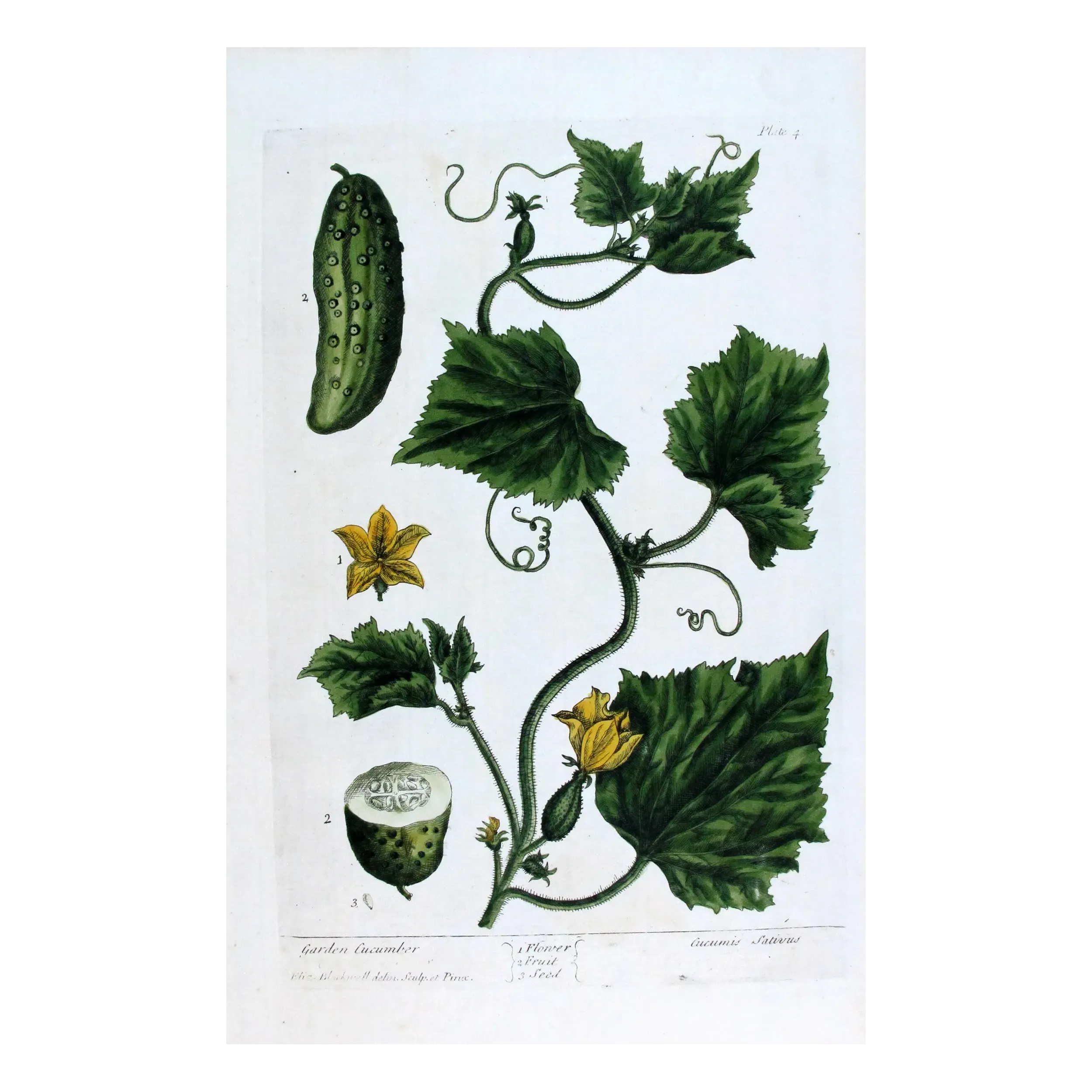 Antique Print by Elisabeth Blackwell – Garden Cucumber (Cucumis sativus)