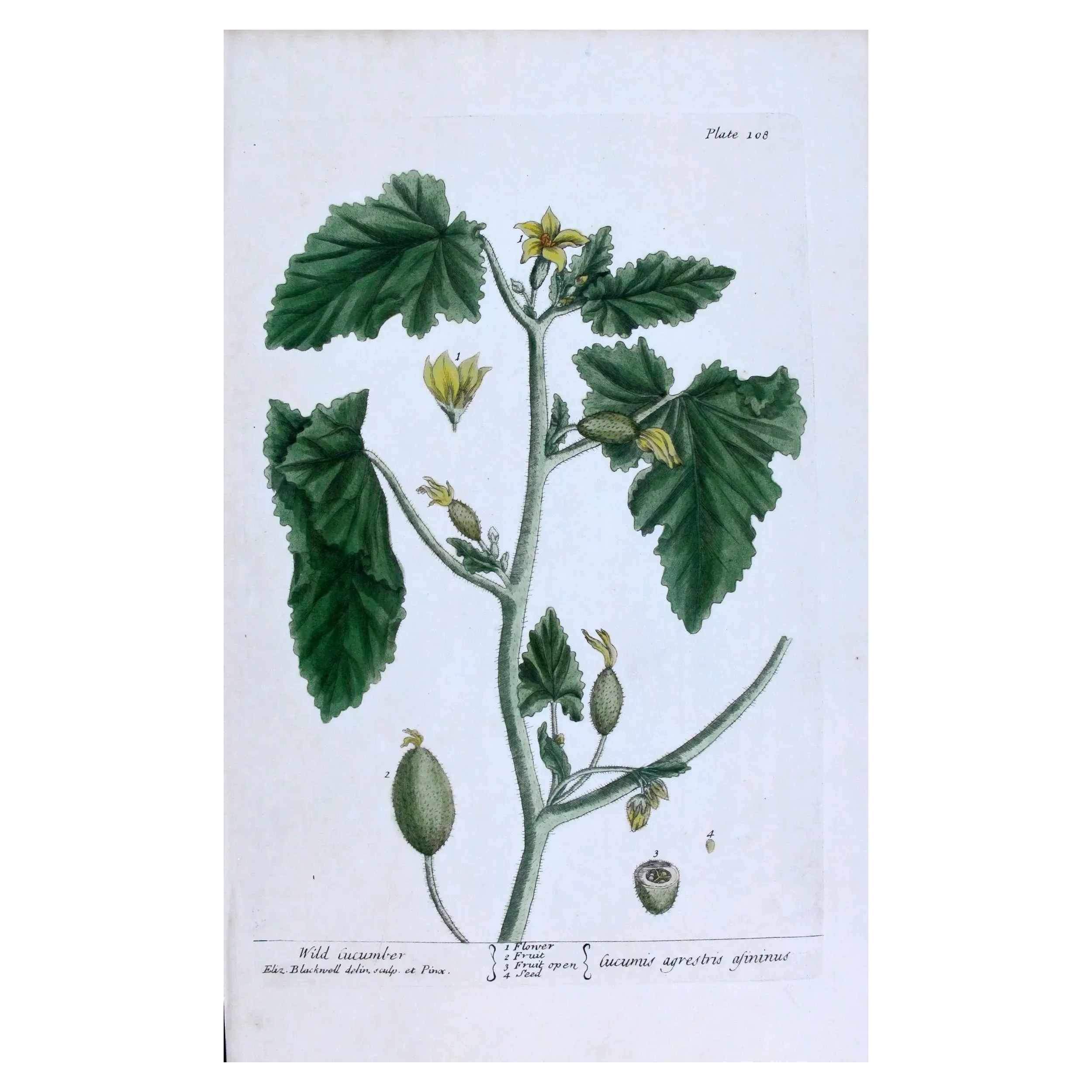 Antique Botanical Print – Elisabeth Blackwell – Wild Cucumber