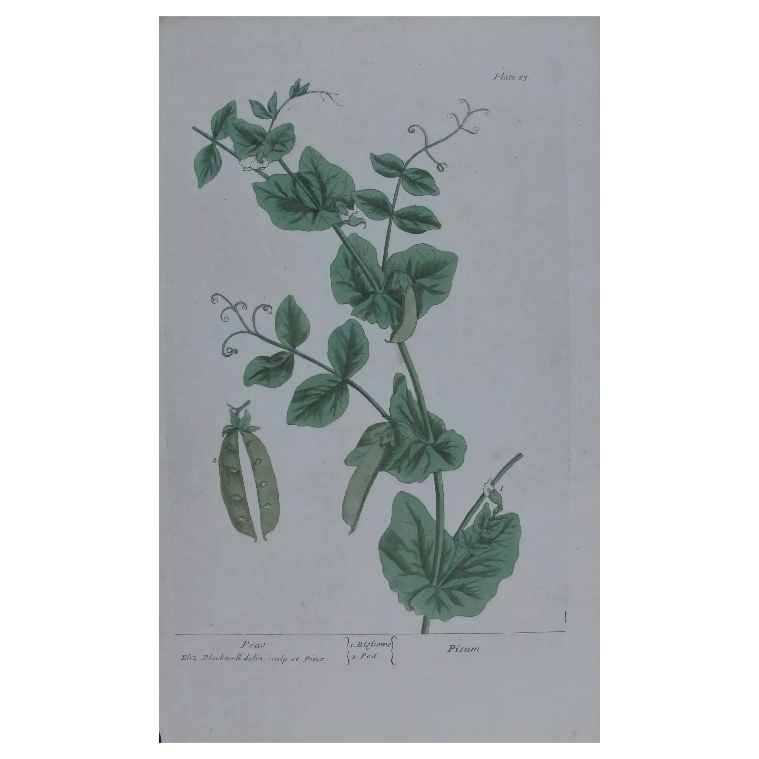 Antique Botanical Print – Elisabeth Blackwell – Peas