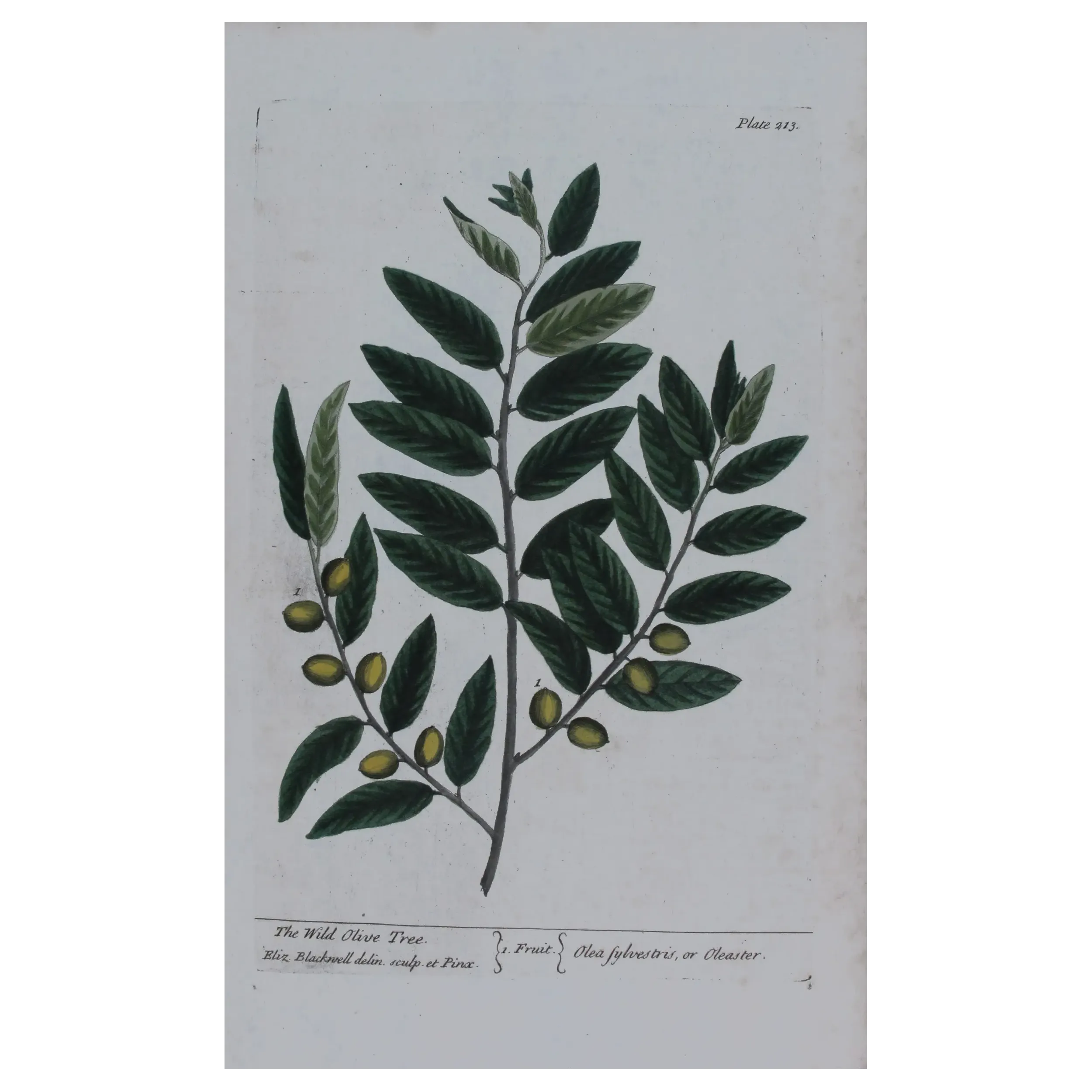 Antique Botanical Print – Elisabeth Blackwell – Wild Olive Tree