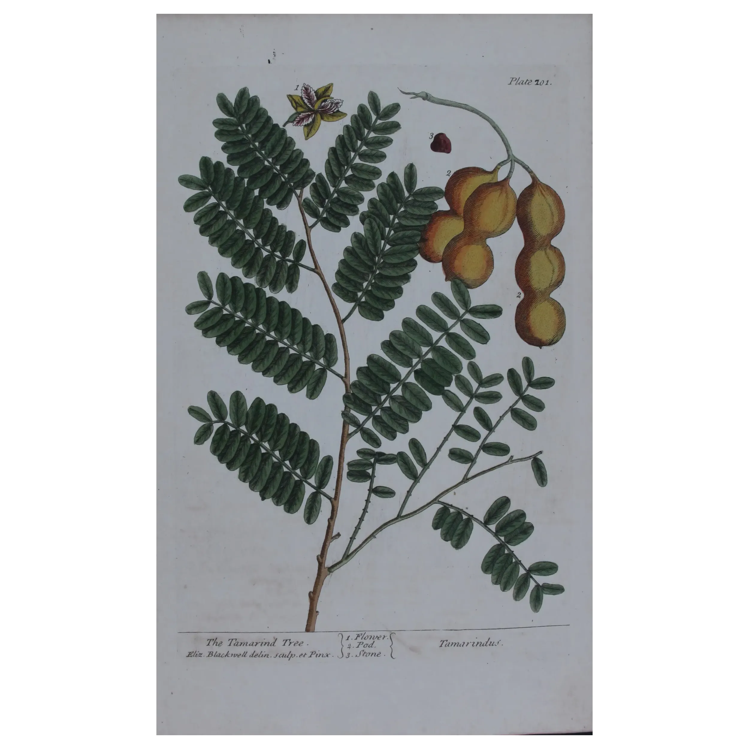 Antique Botanical Print – Elisabeth Blackwell – Tamarind Tree