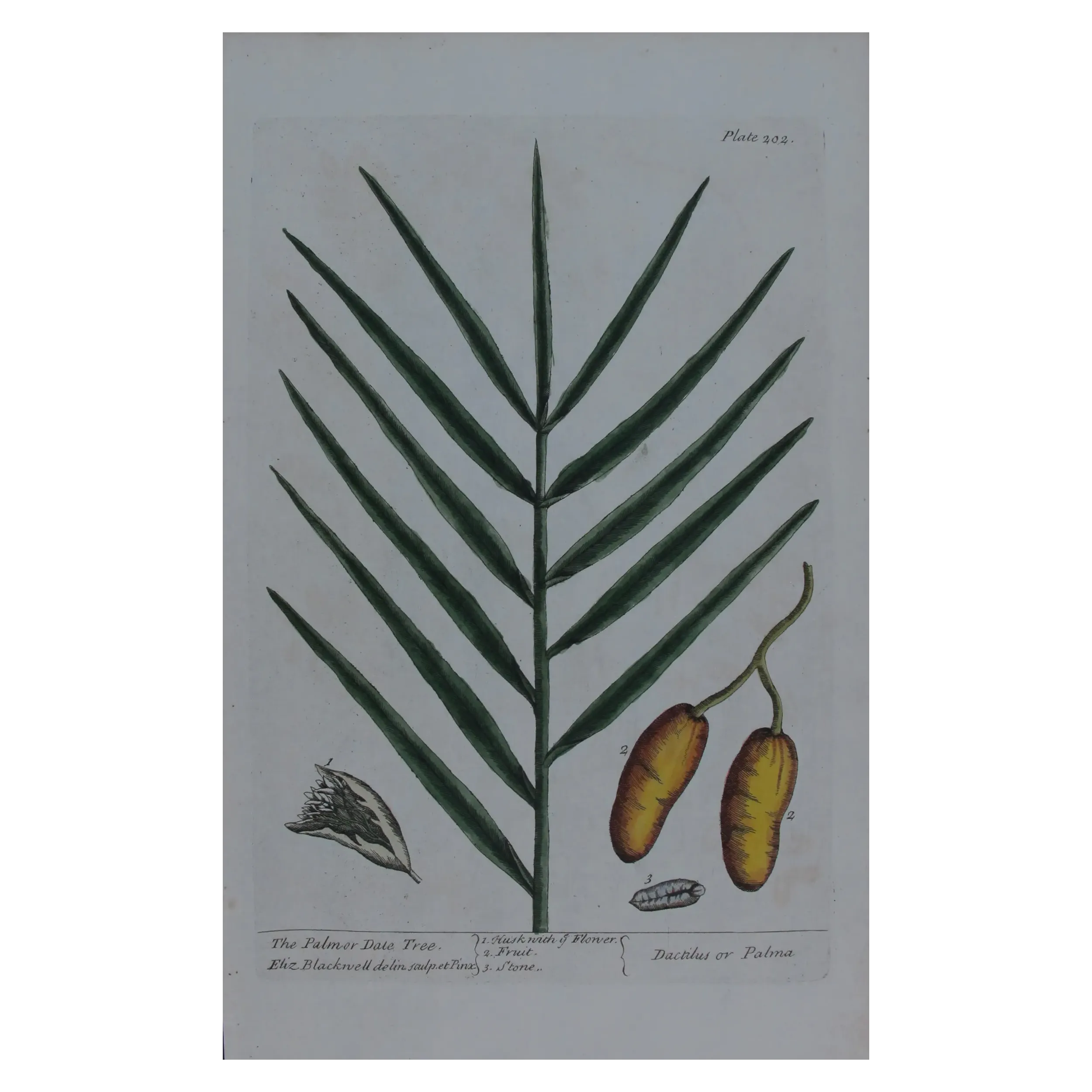 Antique Botanical Print – Elisabeth Blackwell – Palm Date Tree