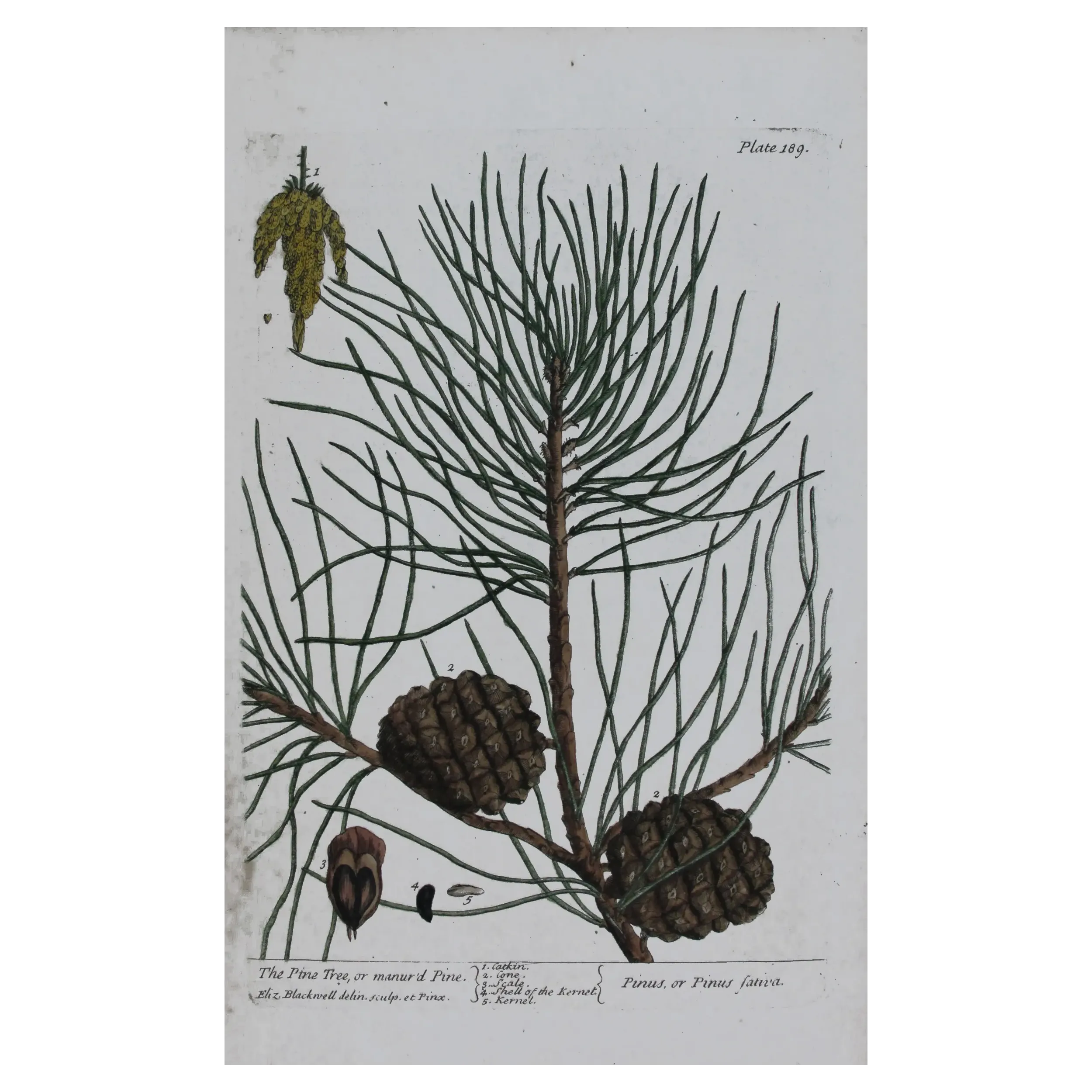 Antique Botanical Print – Elisabeth Blackwell – Pine Tree