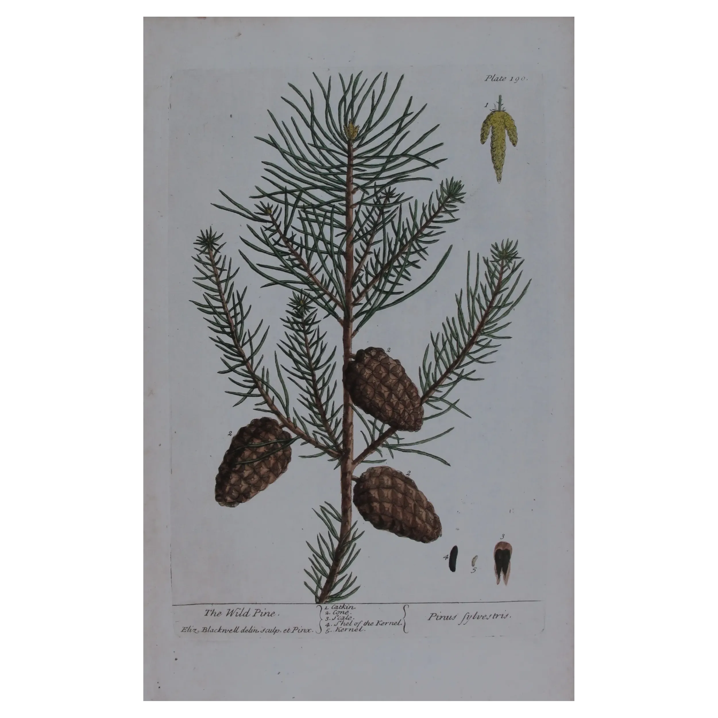 Antique Botanical Print – Elisabeth Blackwell – Wild Pine
