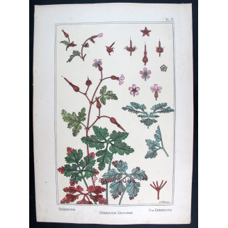 Wild Geranium – Eugène Grasset (1896) | Original Art Nouveau Lithograph