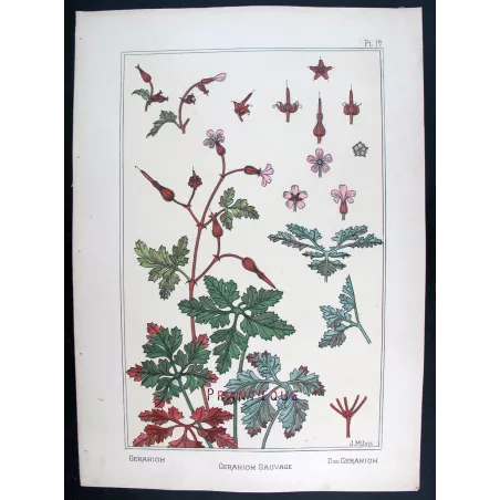 Wild Geranium –  Eugène Grasset – Original Art Nouveau Print