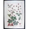 Eugène Grasset – Wild Geranium (Plate 12), Original Lithograph from La Plante (1896)