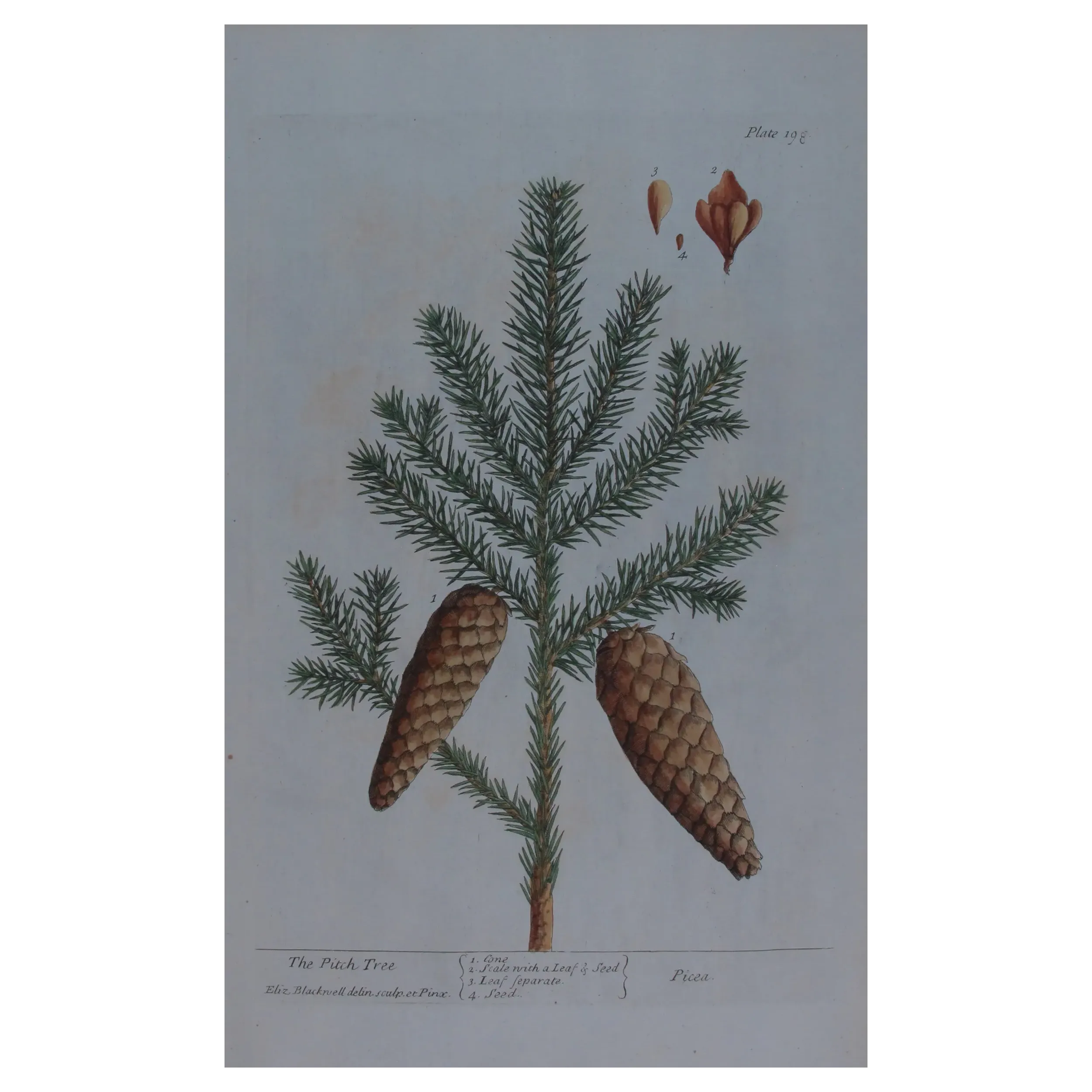 Antique Botanical Print – Elisabeth Blackwell – Pitch Tree