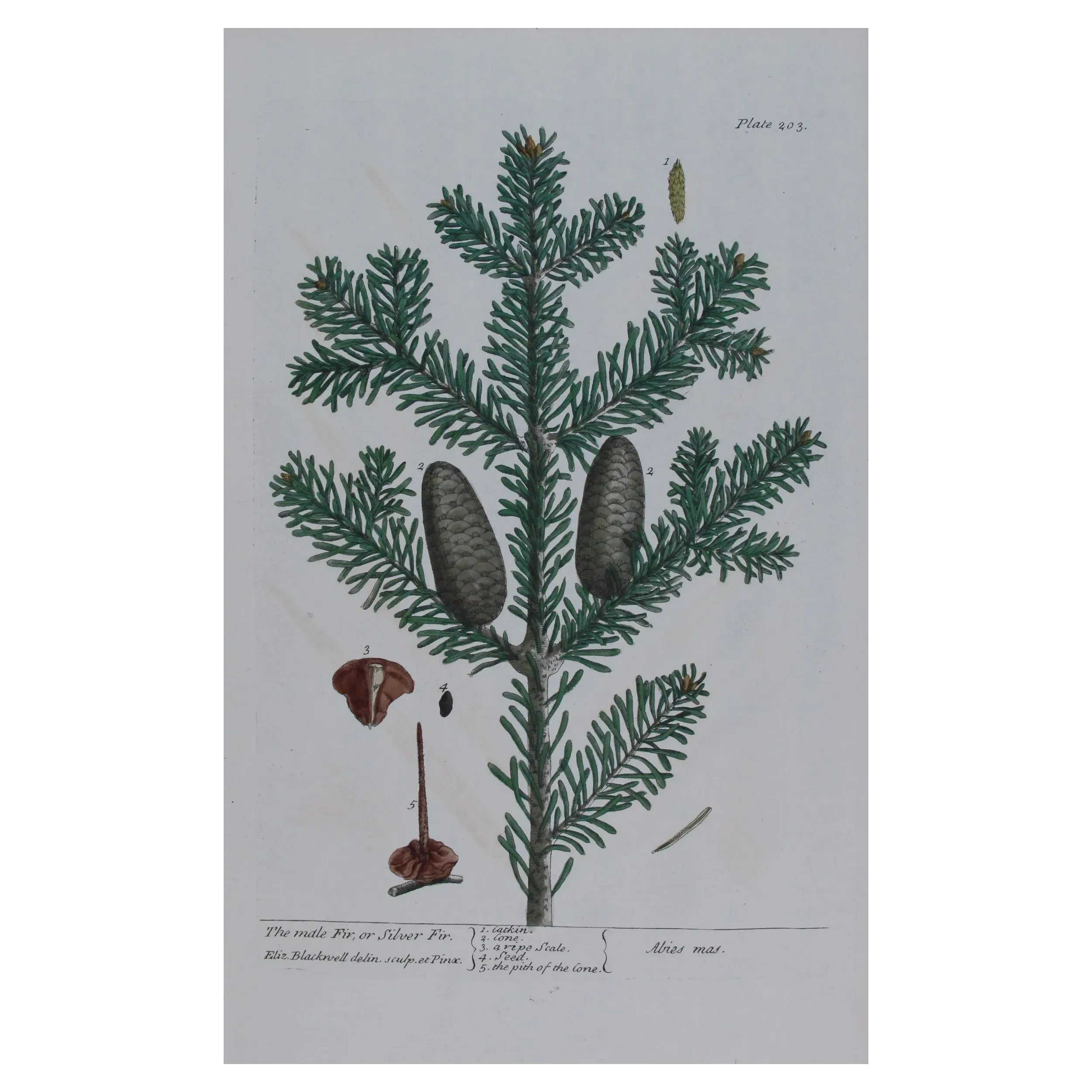 Antique Botanical Print – Elisabeth Blackwell – Male Fir or Silver Fir
