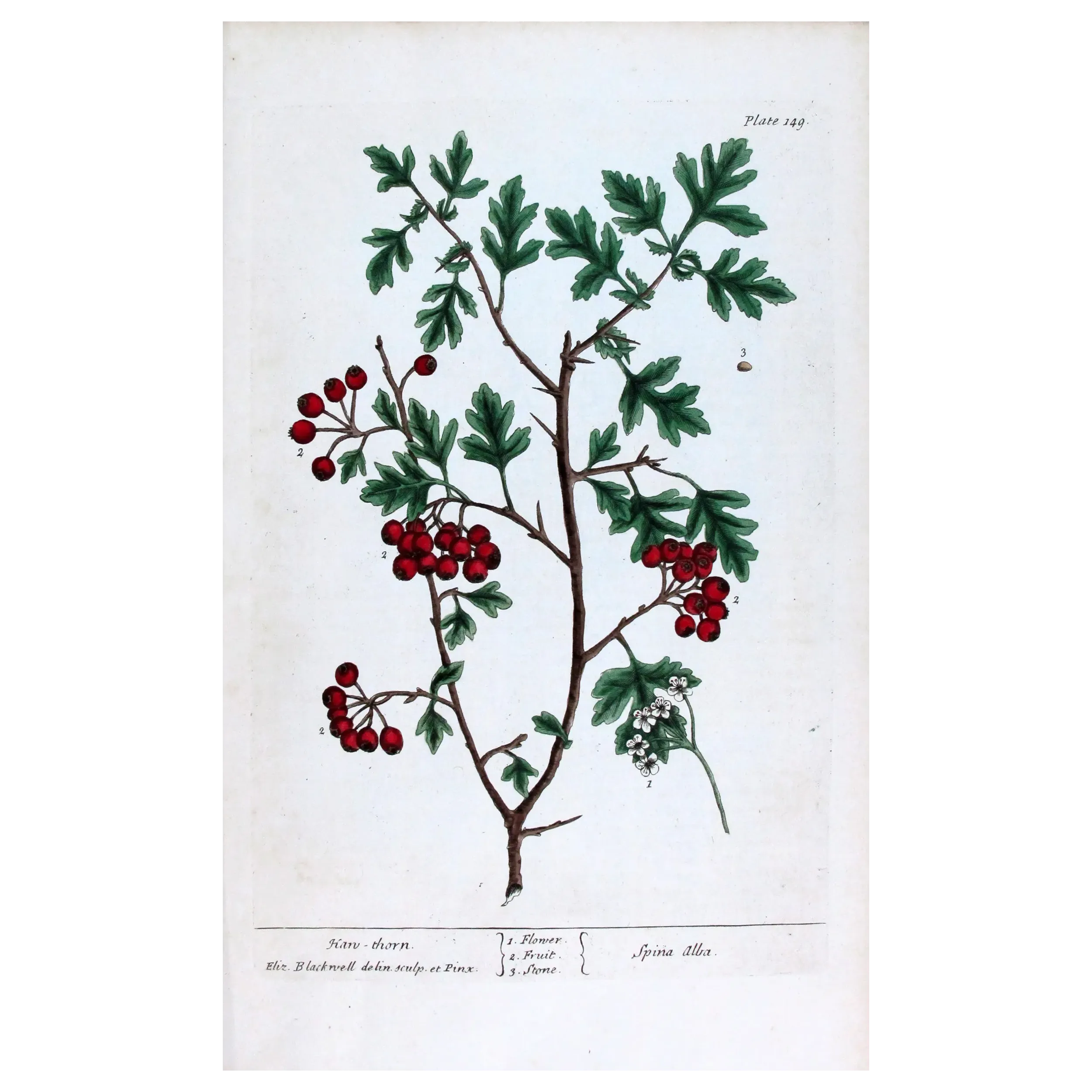 Antique Print by Elisabeth Blackwell – Hawthorn (Spina alba)
