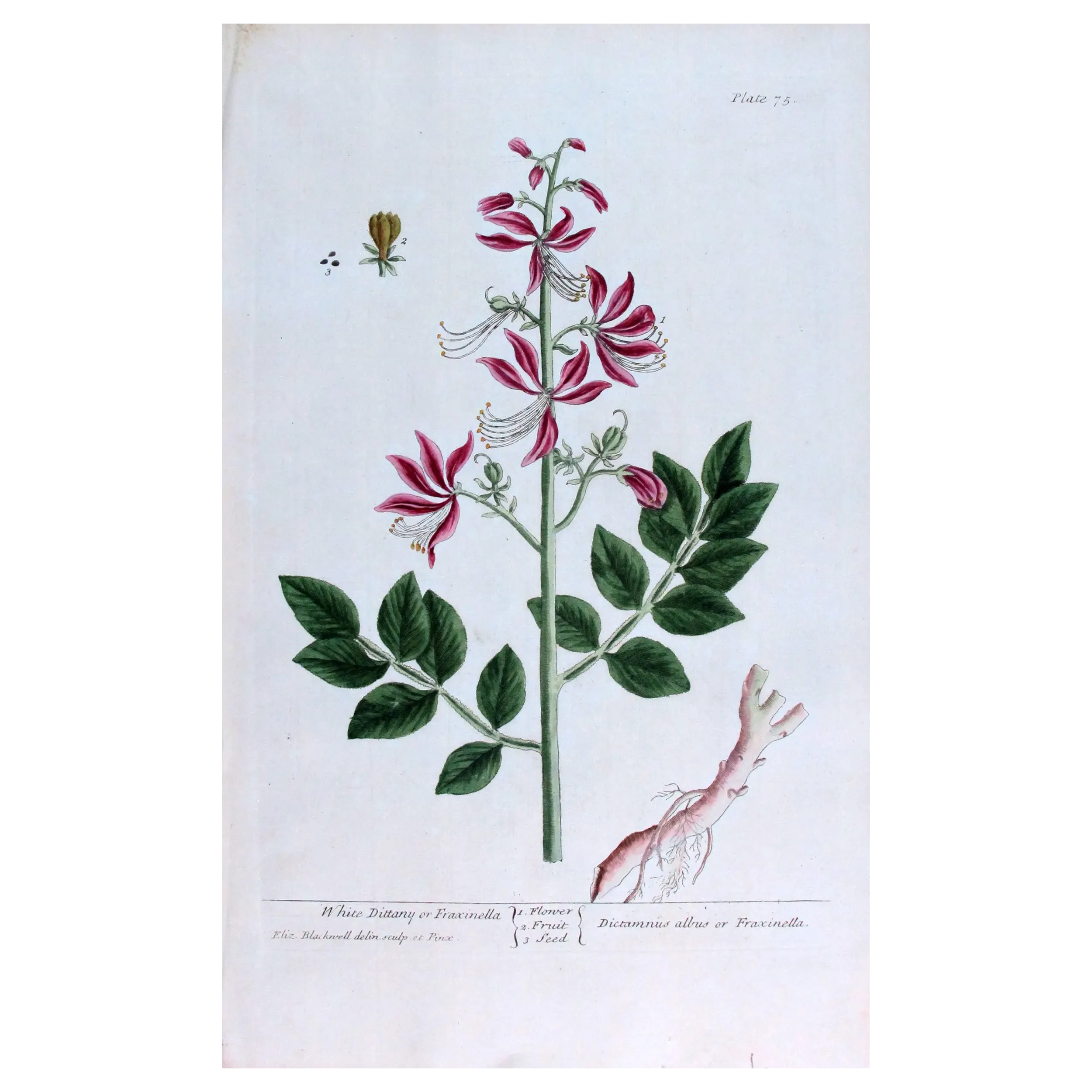 Antique Botanical Print – Elisabeth Blackwell – White Dittany or Fraxinella