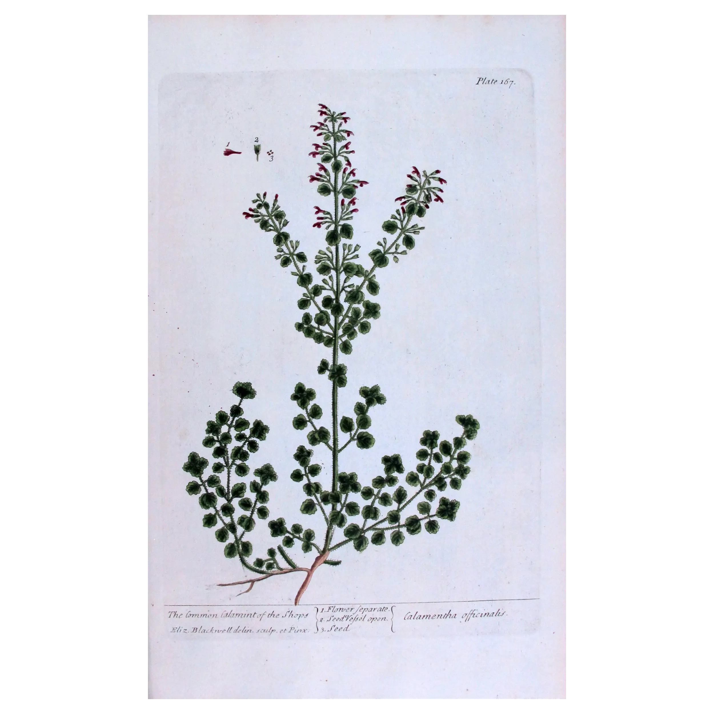 Antique Botanical Print – Elisabeth Blackwell – Common Calamint