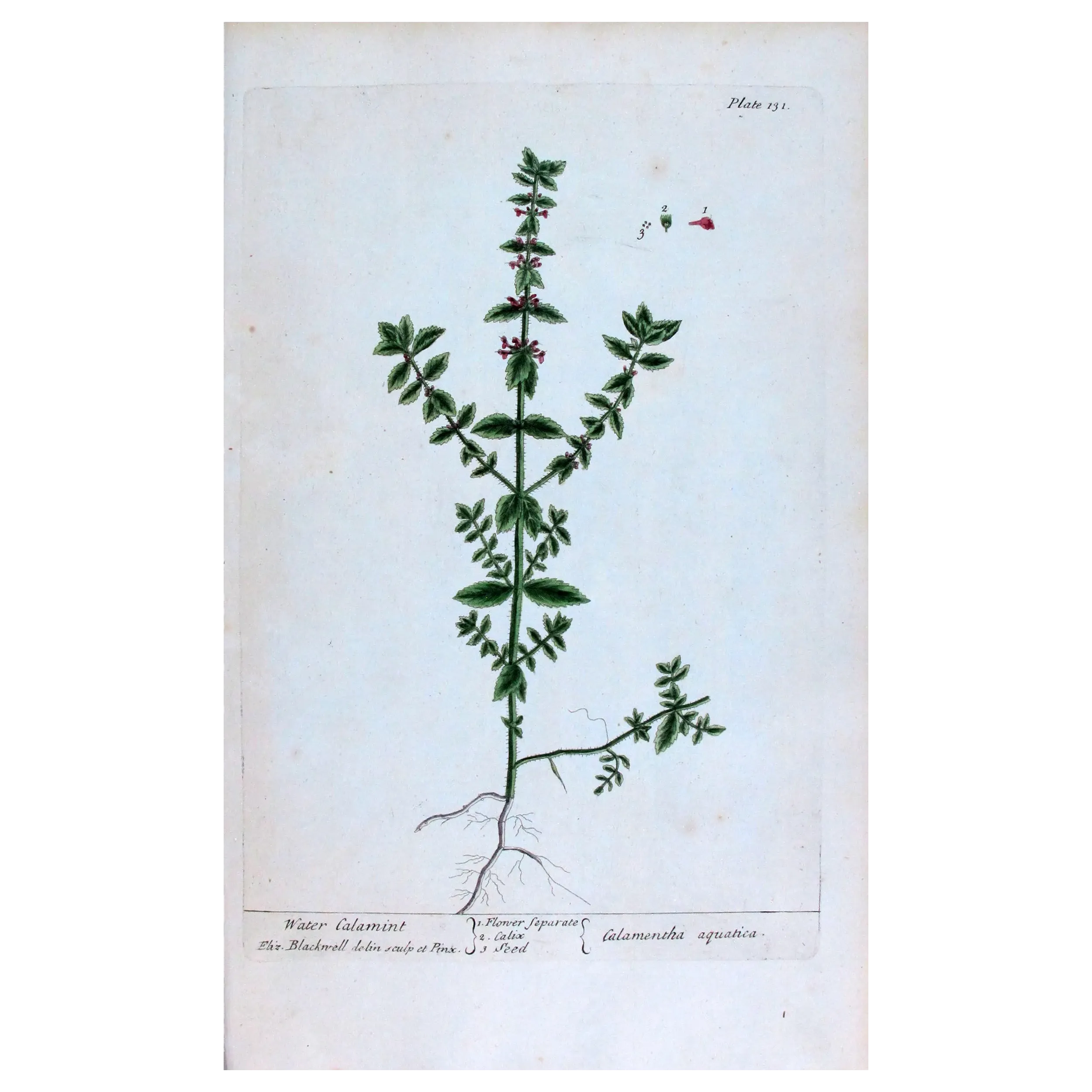 Antique Botanical Print – Elisabeth Blackwell – Water Calamint