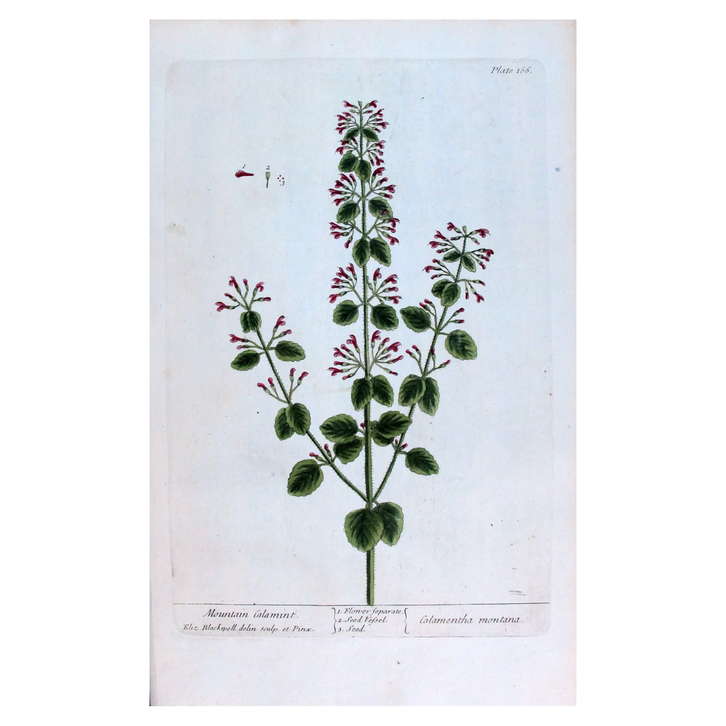 Antique Botanical Print – Elisabeth Blackwell – Mountain Calamint