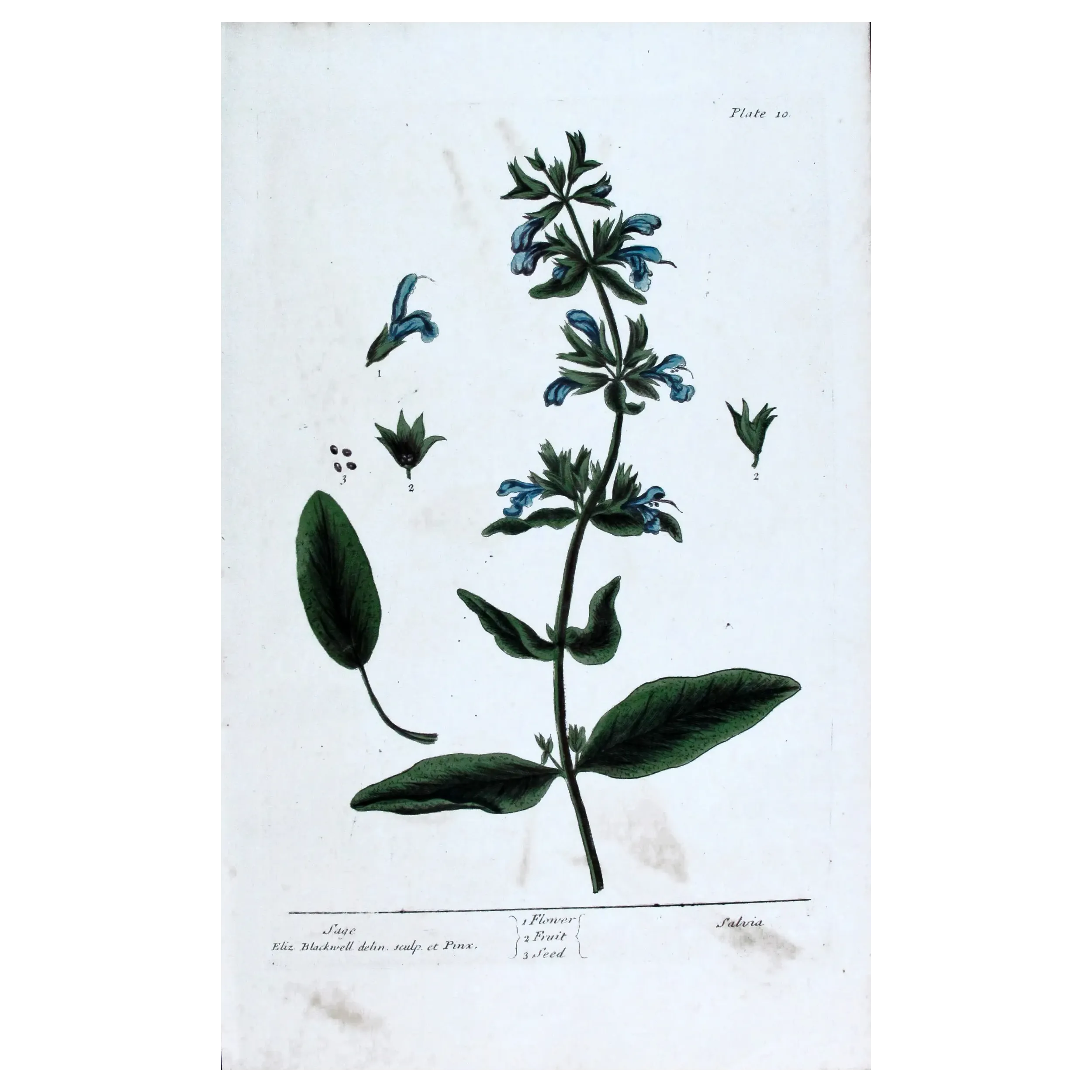 Antique Botanical Print – Elisabeth Blackwell – Sage