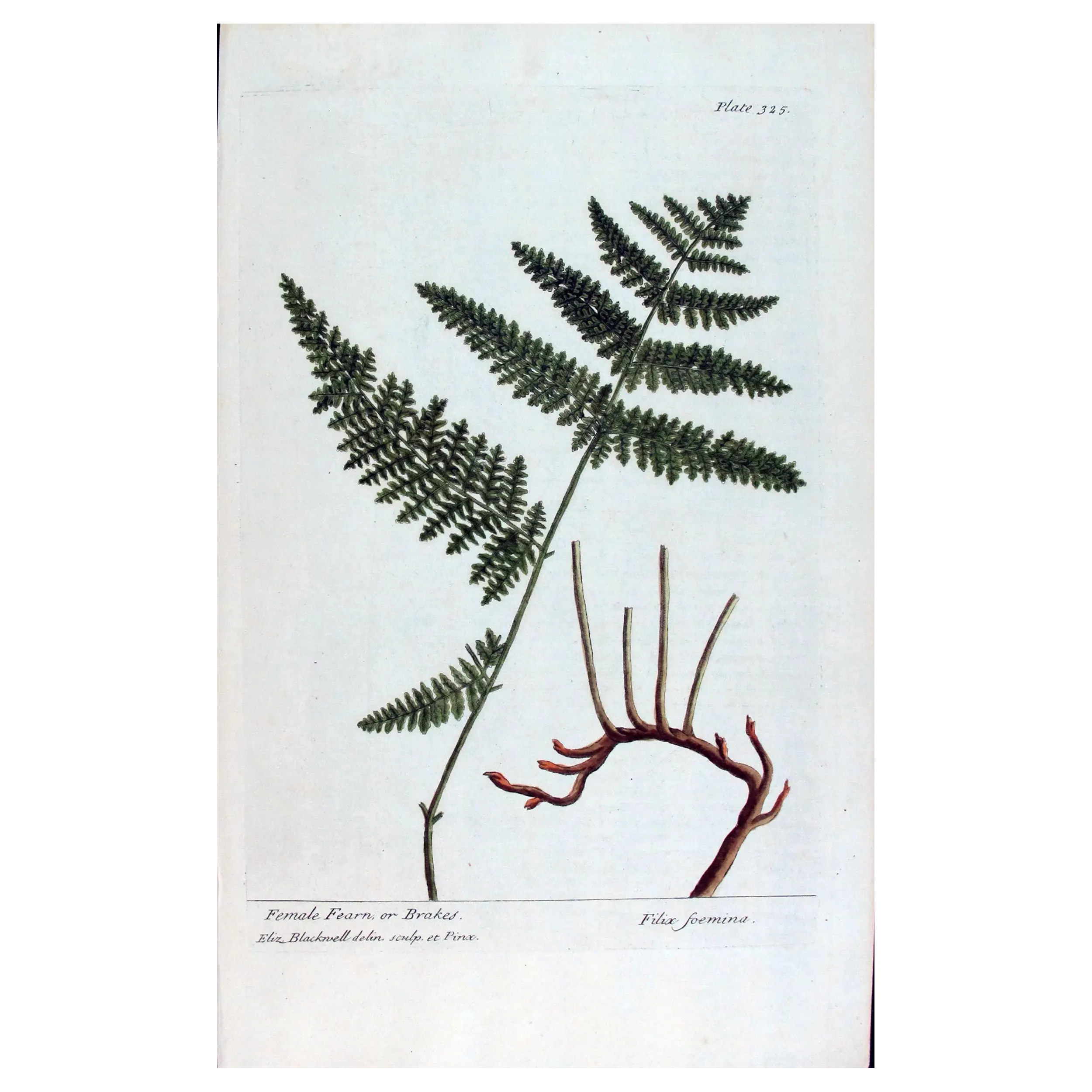 Antique Botanical Print – Elisabeth Blackwell – Female Fern