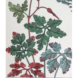 Wild Geranium – Eugène Grasset (1896) | Original Art Nouveau Lithograph