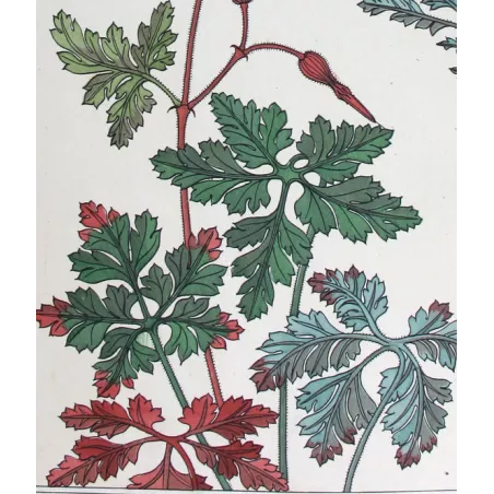 Wild Geranium –  Eugène Grasset – Original Art Nouveau Print
