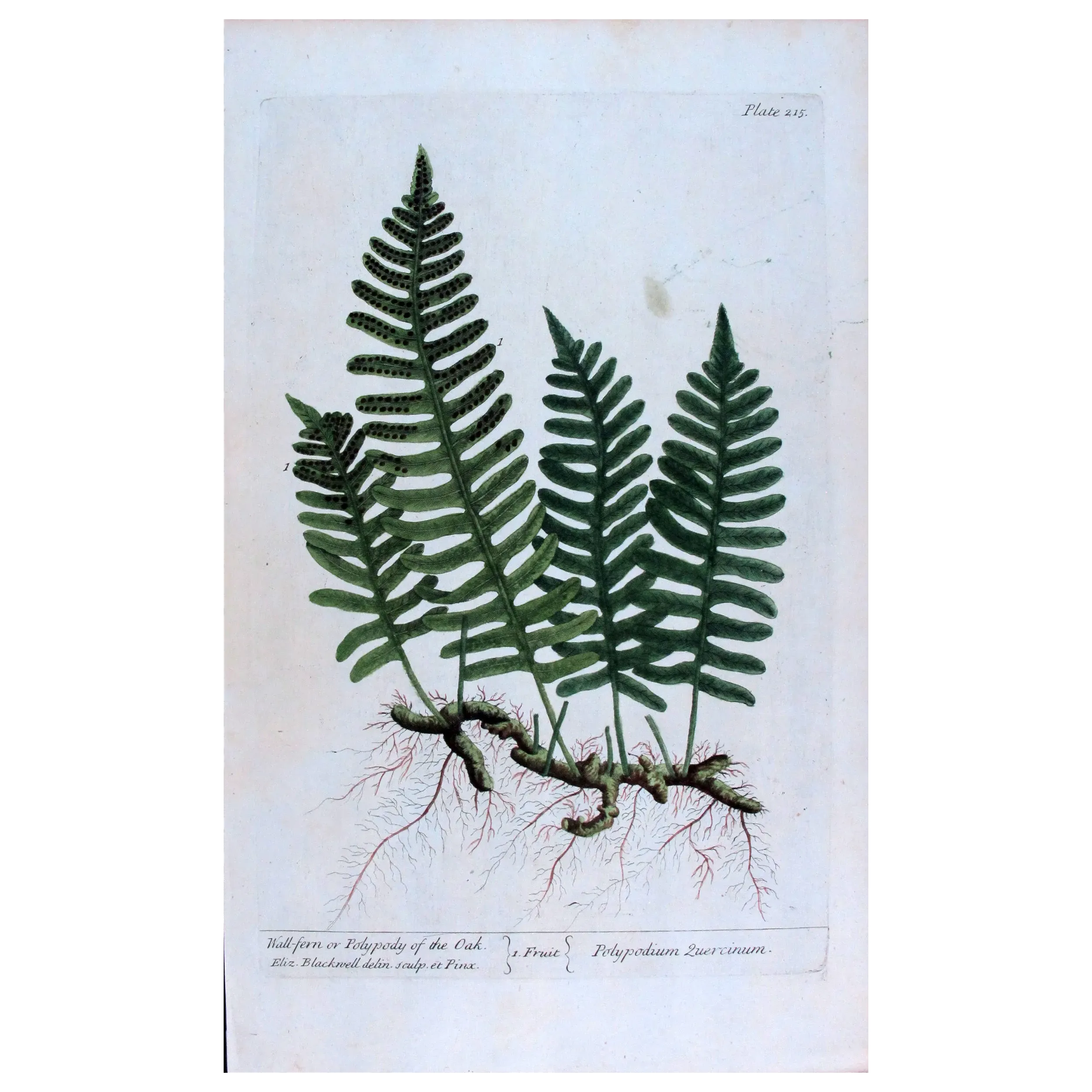 Antique Botanical Print – Elisabeth Blackwell – Polypody of the Oak