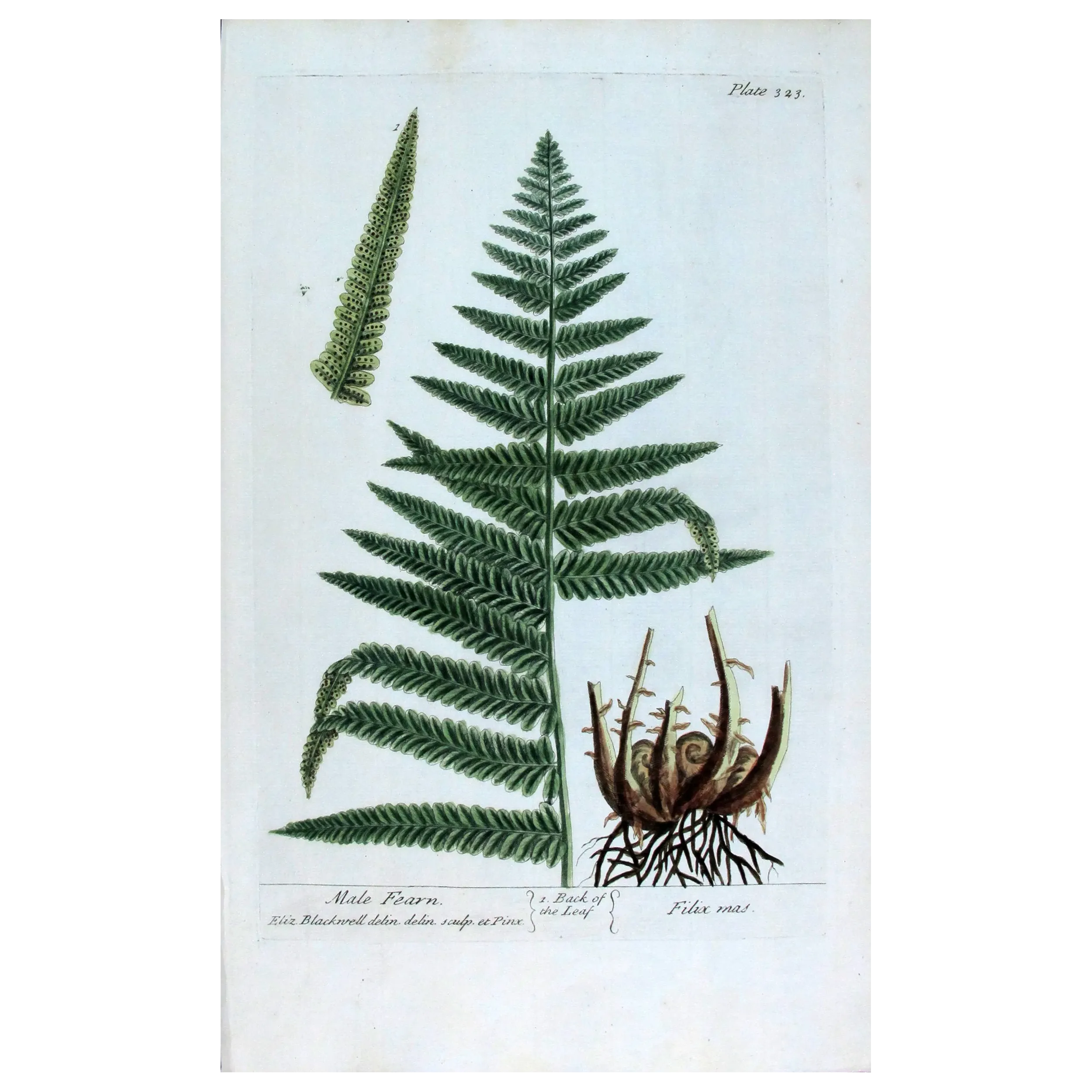 Antique Botanical Print – Elisabeth Blackwell – Male Fern