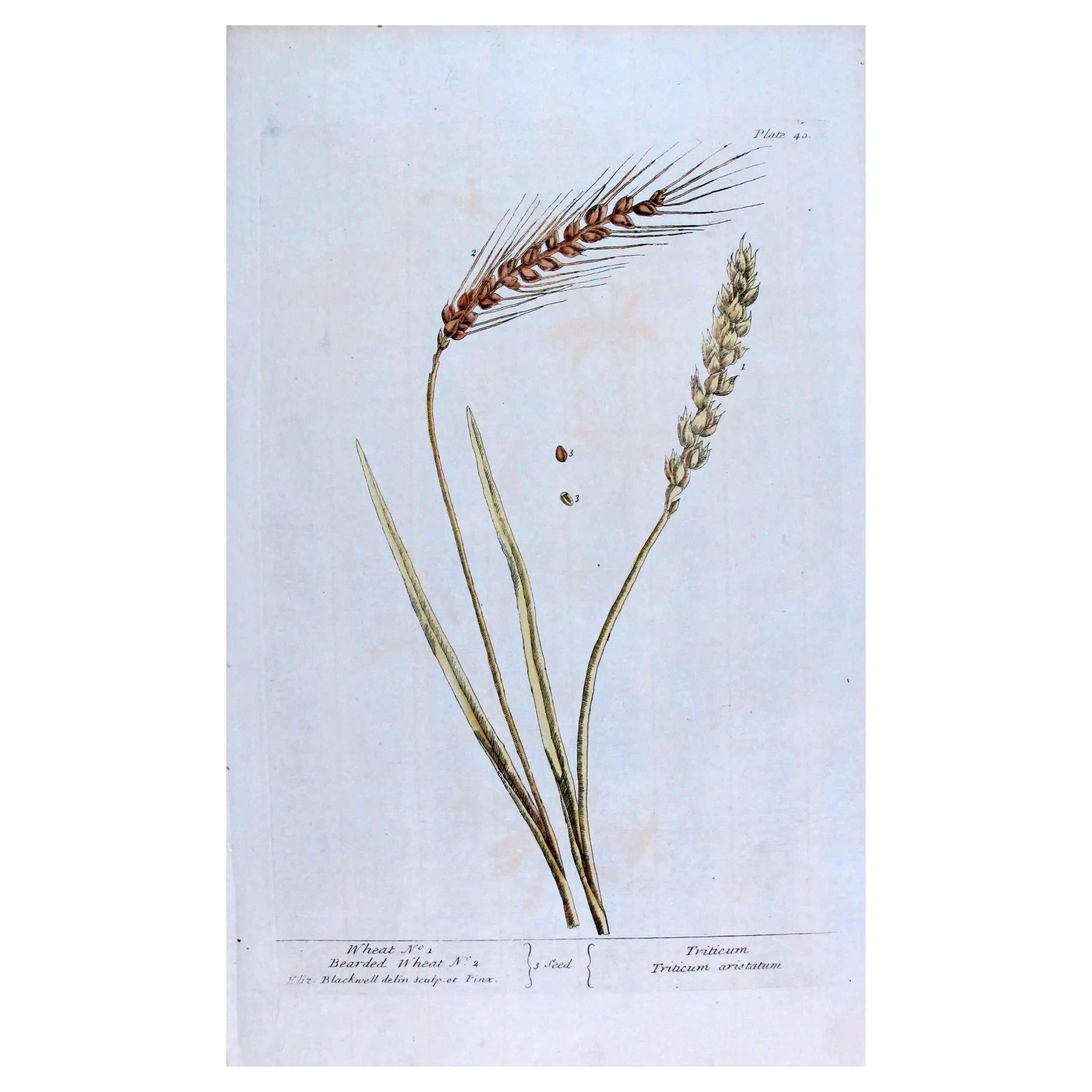 Antique Botanical Print – Elisabeth Blackwell – Wheat