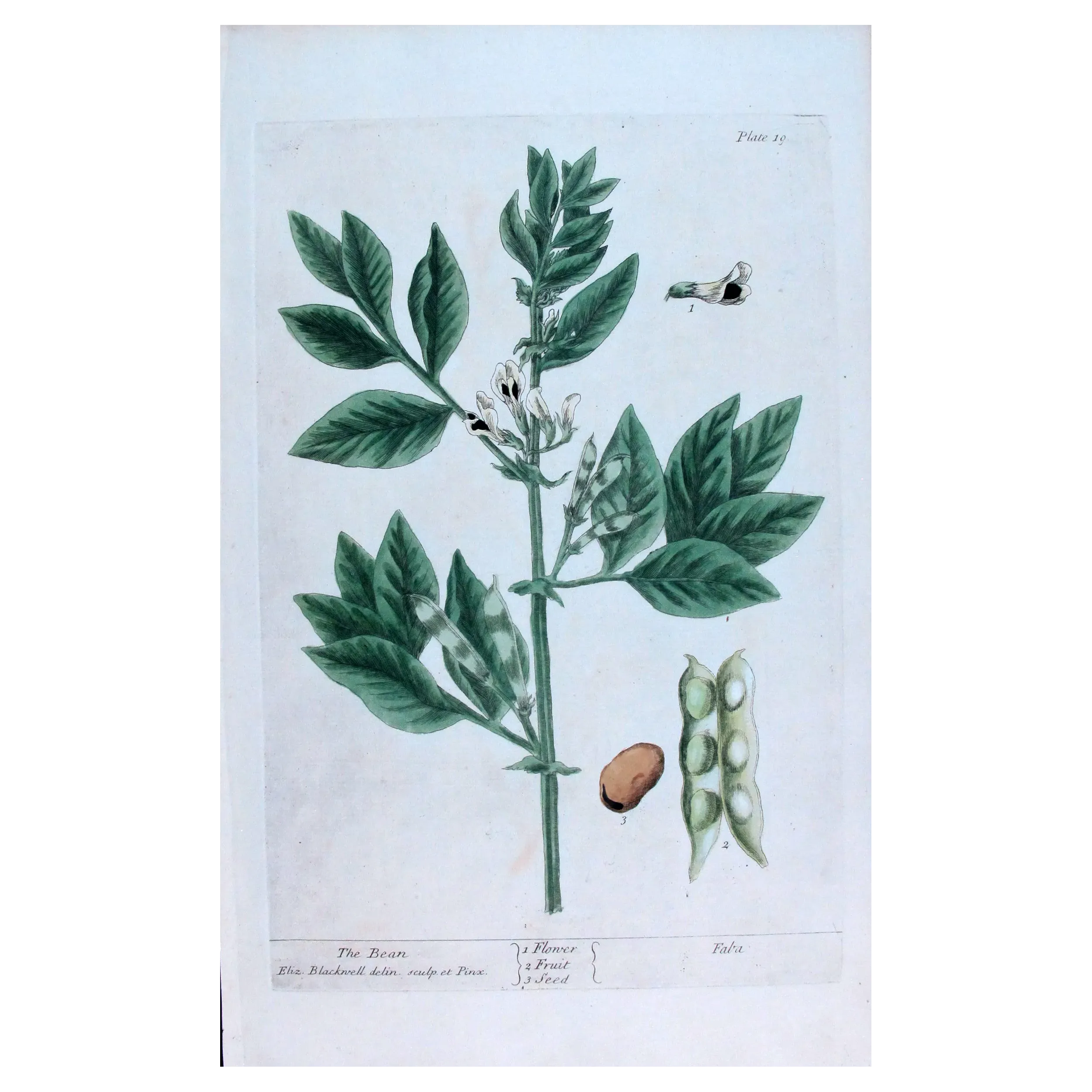 Antique Botanical Print – Elisabeth Blackwell – The Bean