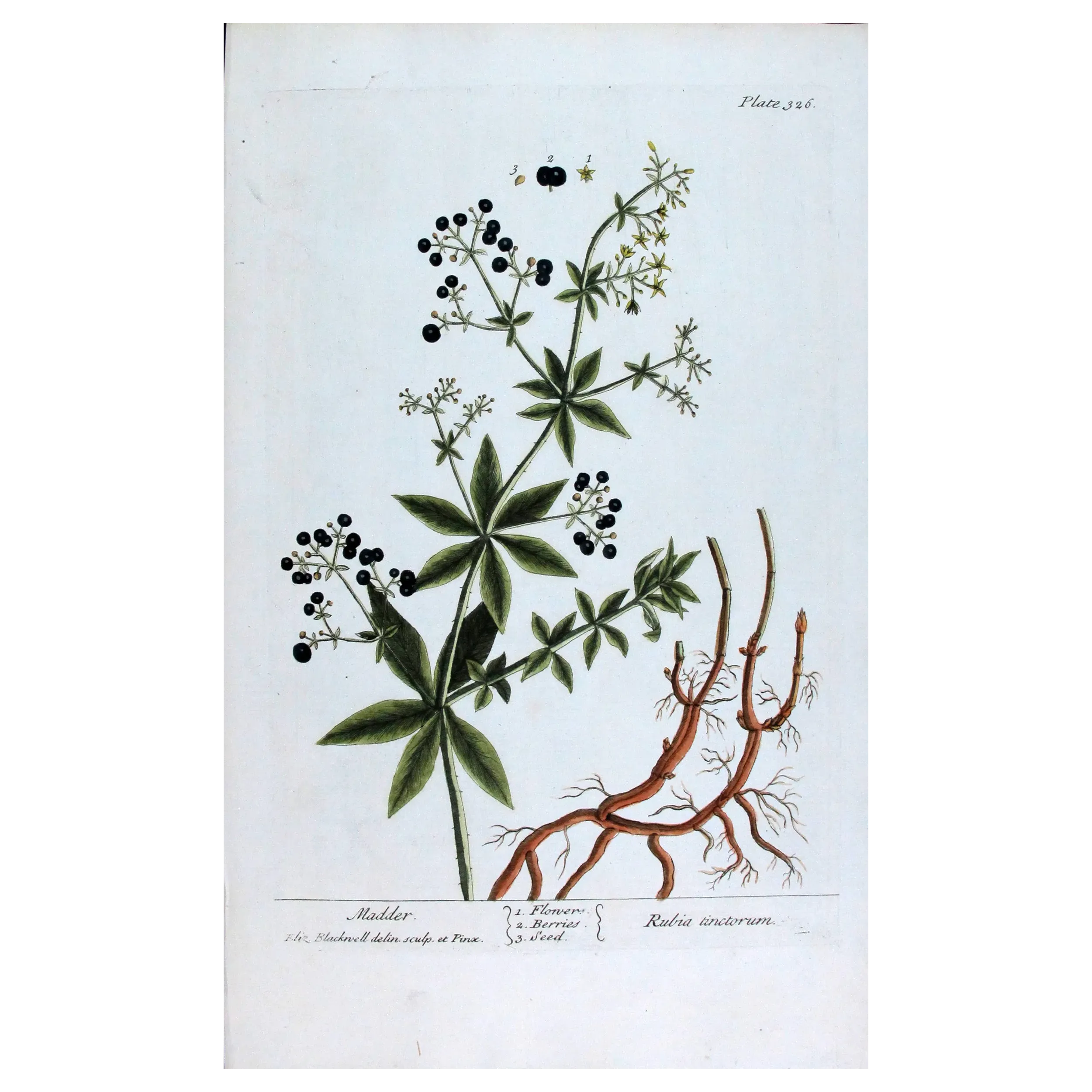 Antique Botanical Print – Elisabeth Blackwell – Madder