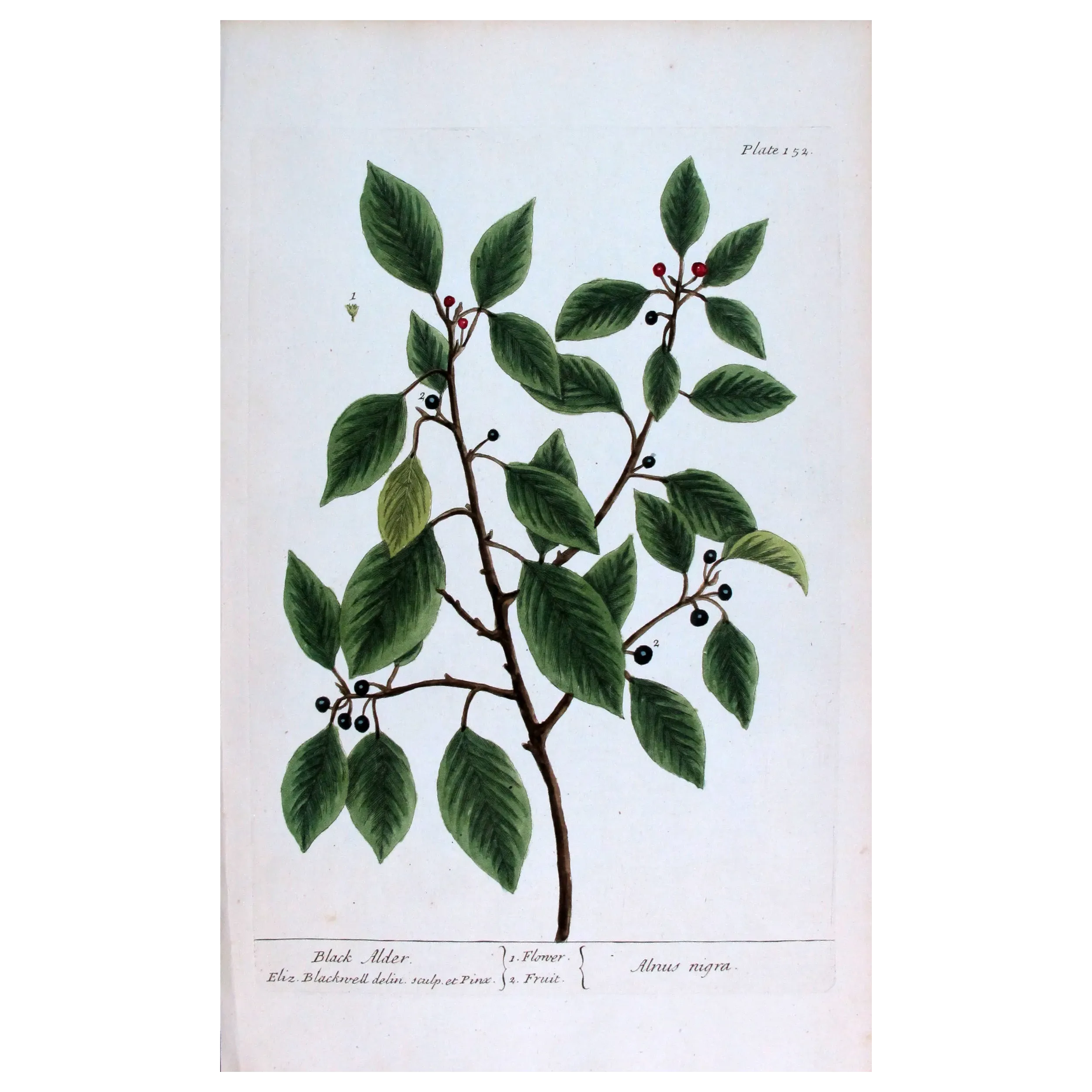 Antique Botanical Print – Elisabeth Blackwell – Black Alder