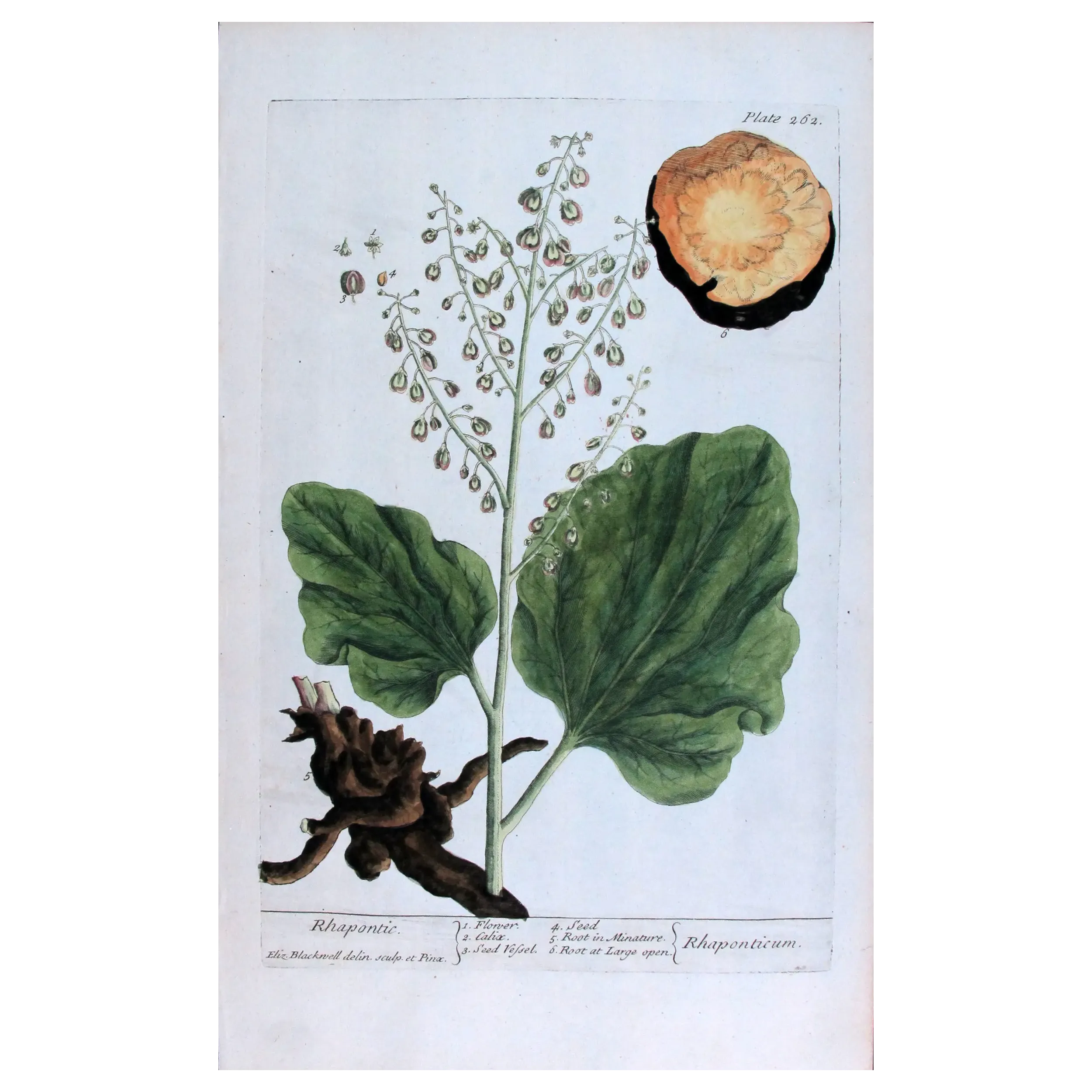 Antique Botanical Print – Elisabeth Blackwell – Rhapontic