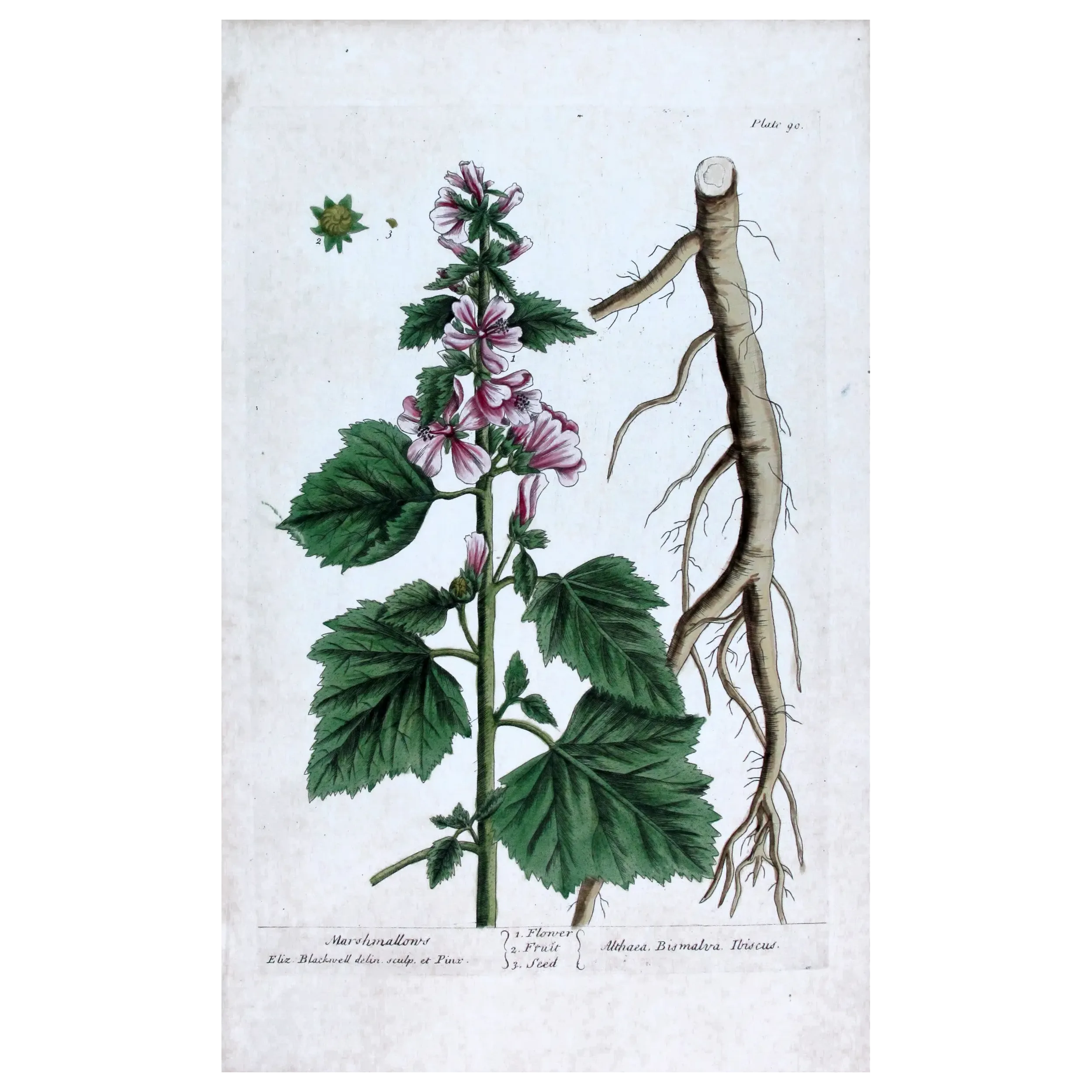 Antique Print by Elisabeth Blackwell – Marshmallow (Althaea officinalis)