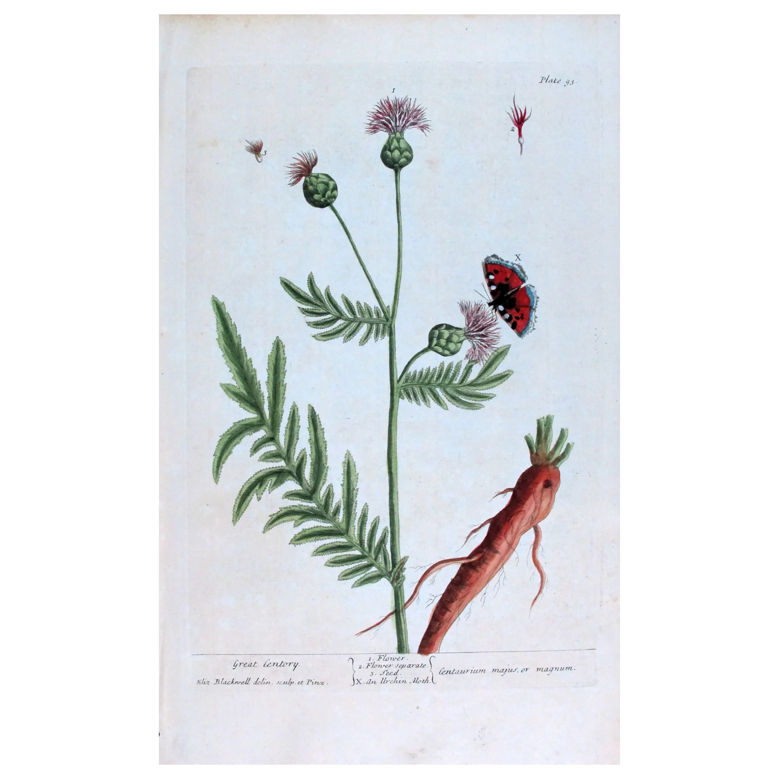 Antique Botanical Print – Elisabeth Blackwell – Great Centaury