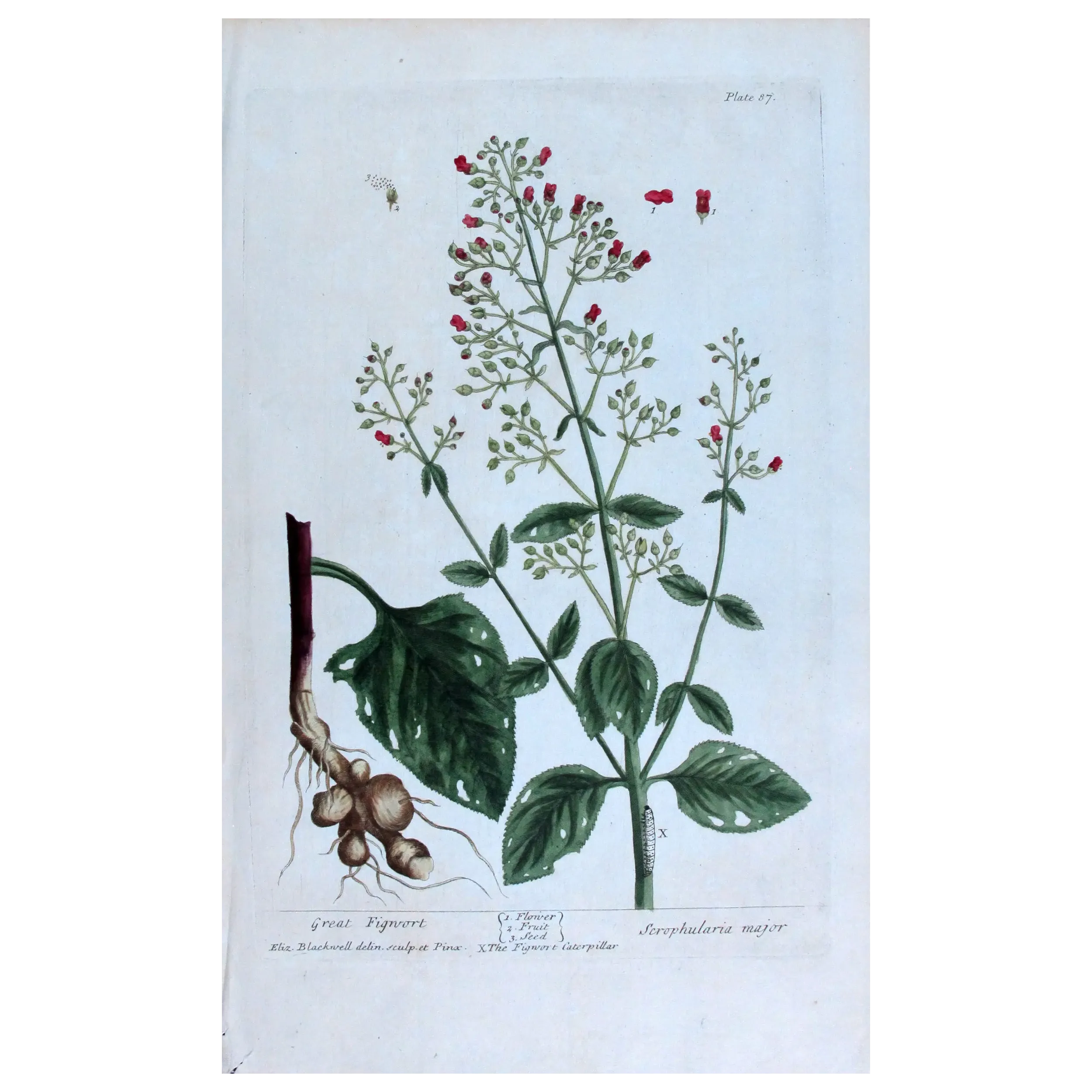 Antique Botanical Print – Elisabeth Blackwell – Great Figwort